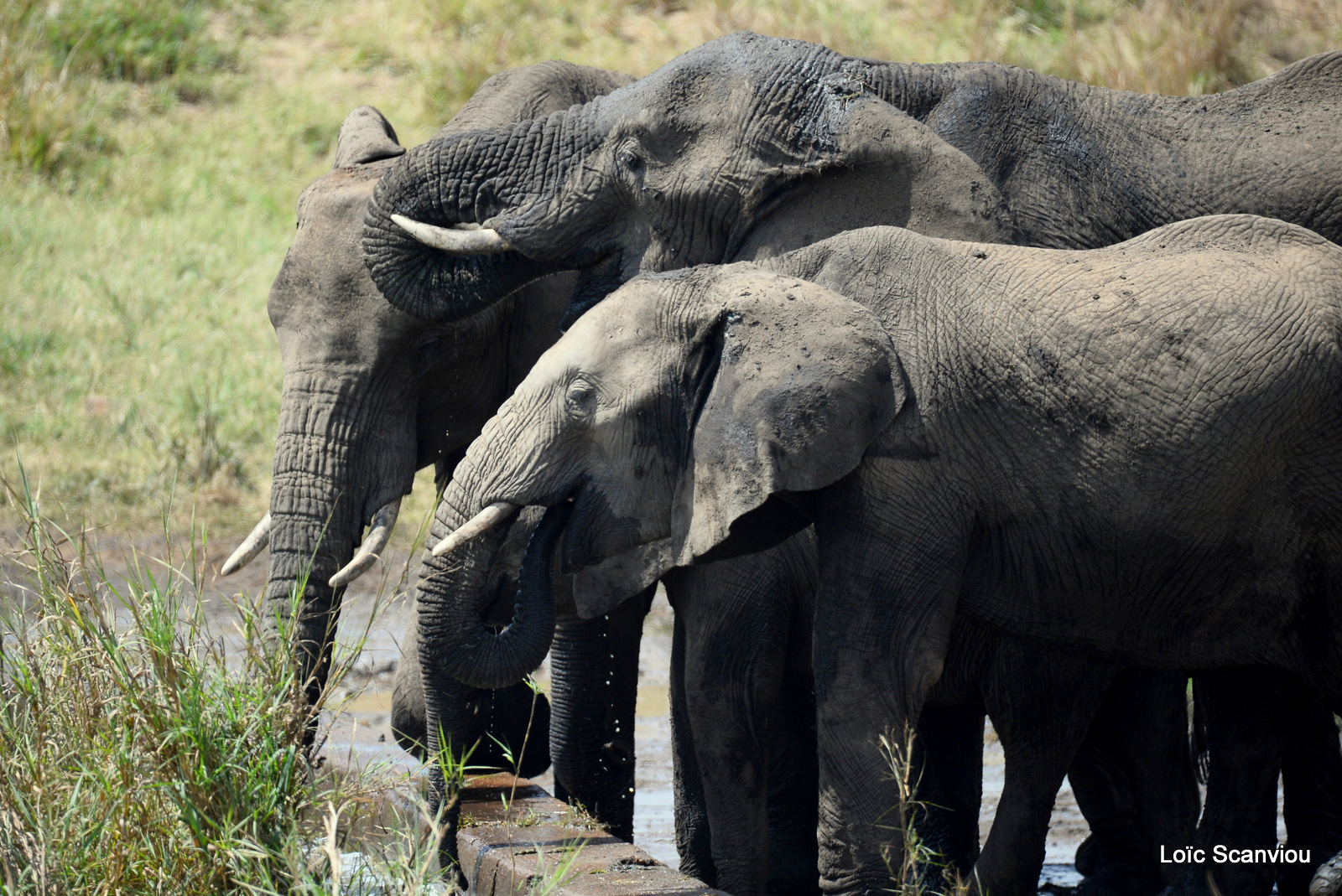 Éléphant de savane d'Afrique/Savanna Elephant (42)