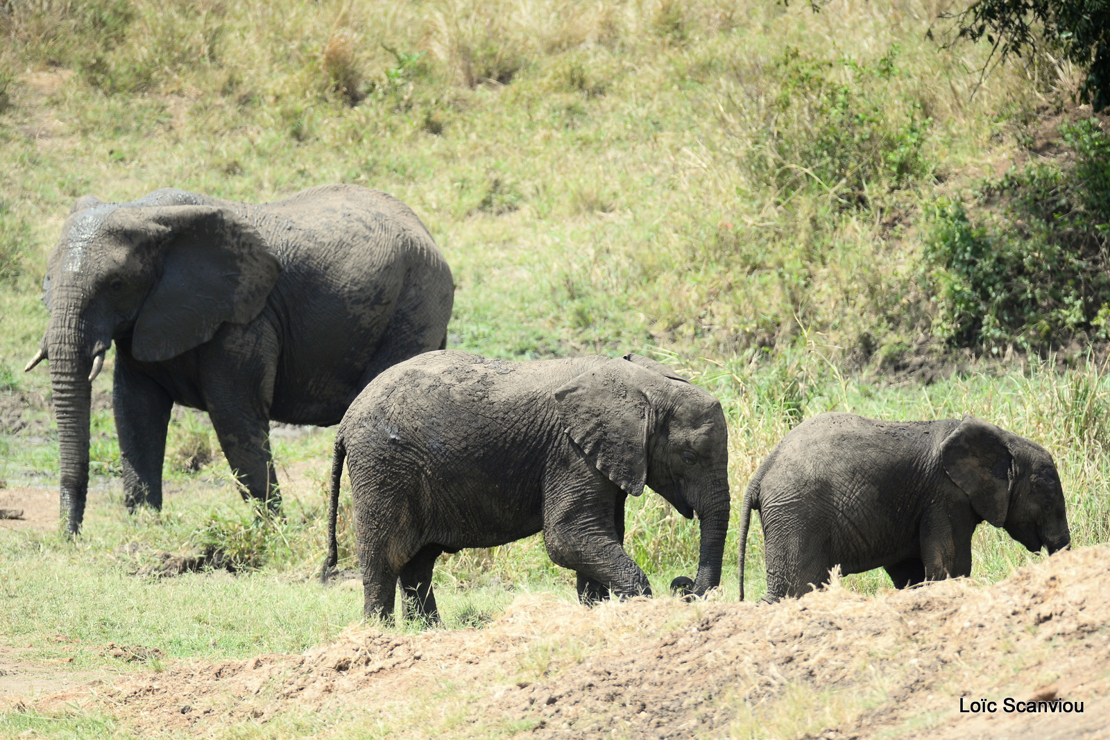 Éléphant de savane d'Afrique/Savanna Elephant (43)