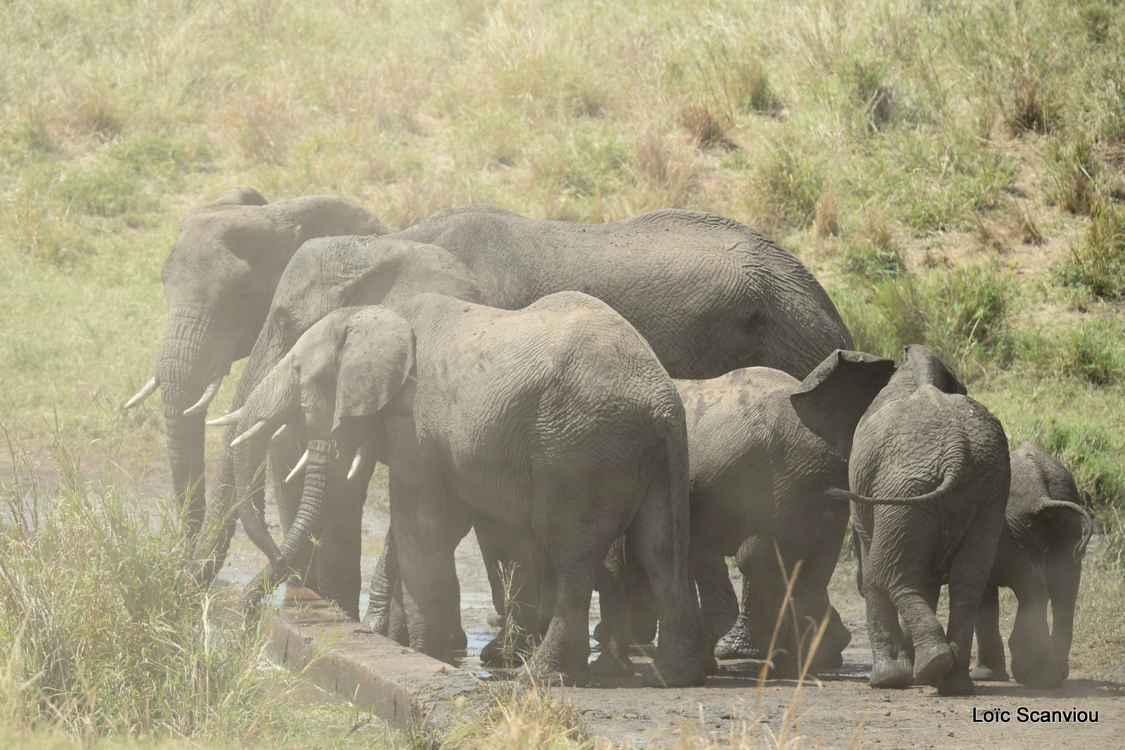 Éléphant de savane d'Afrique/Savanna Elephant (44)