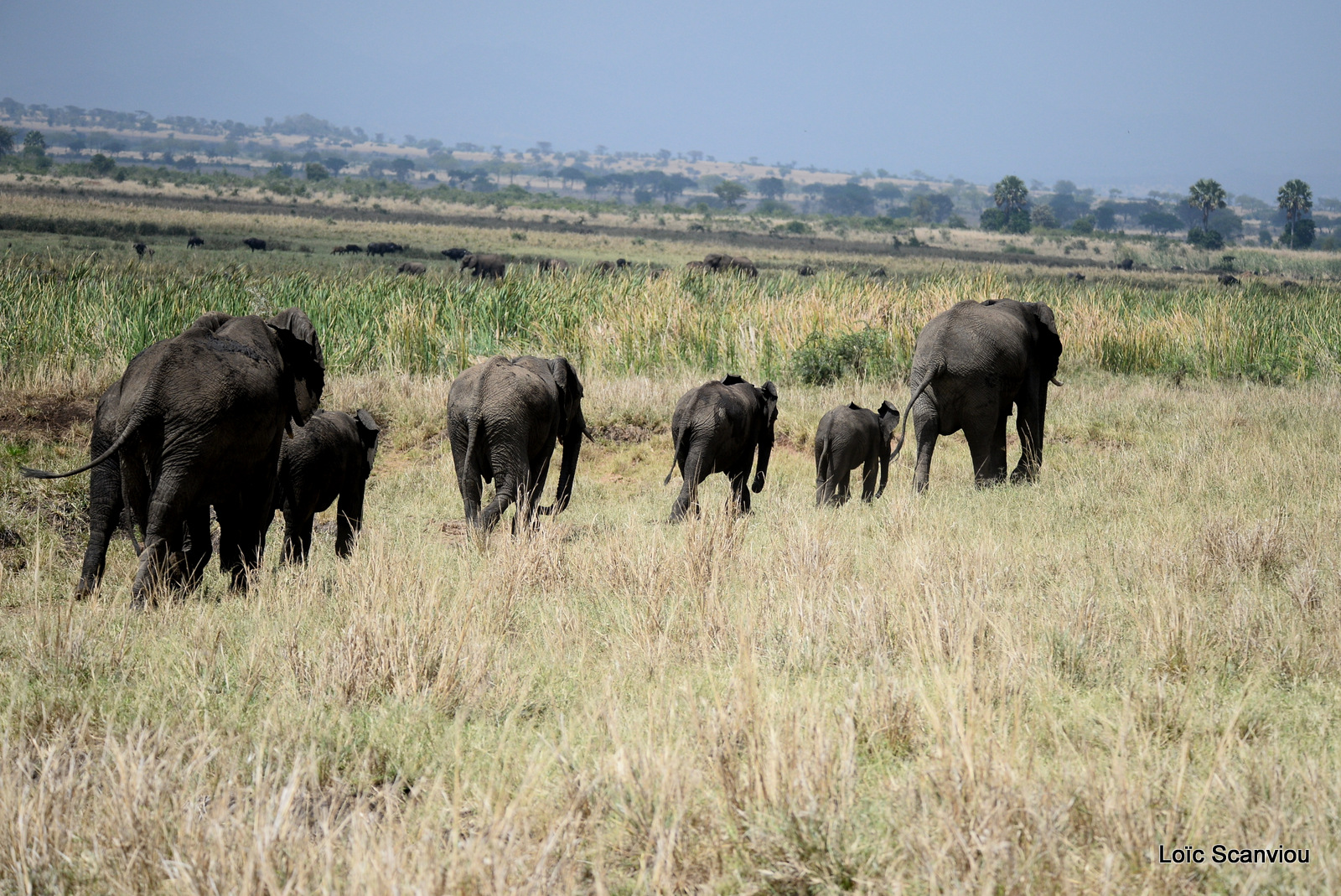 Éléphant de savane d'Afrique/Savanna Elephant (45)