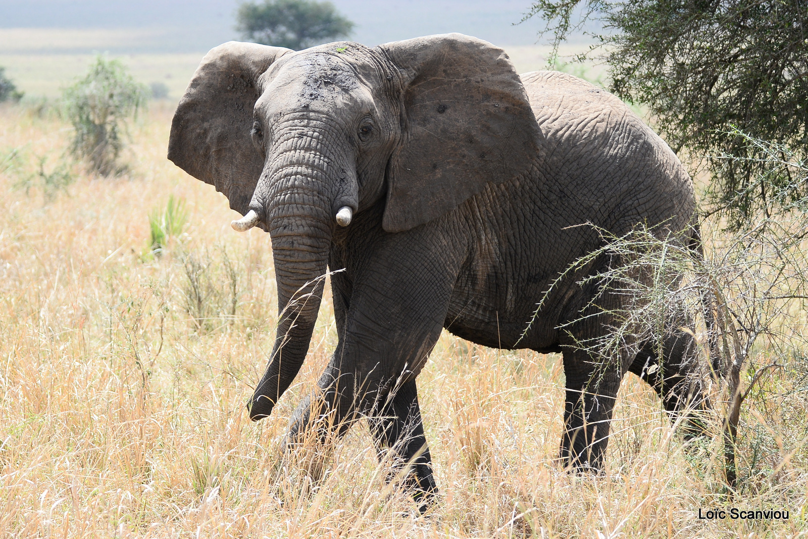Éléphant de savane d'Afrique/Savanna Elephant (46)