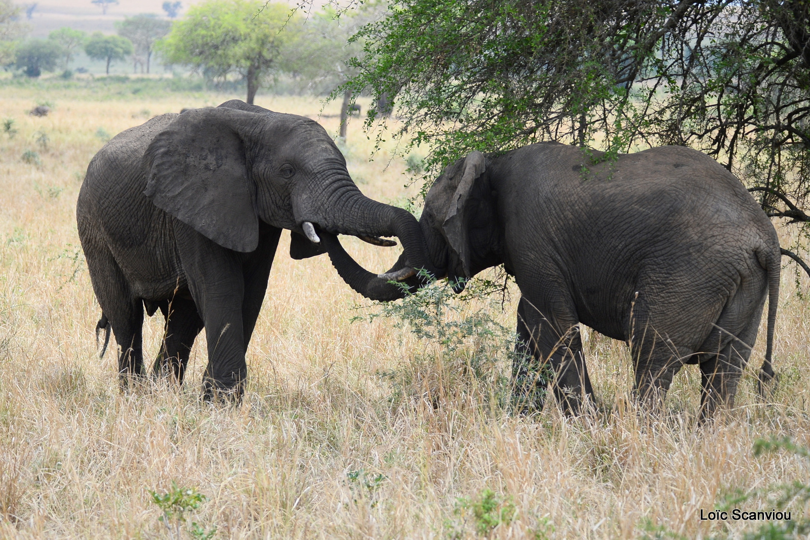 Éléphant de savane d'Afrique/Savanna Elephant (47)