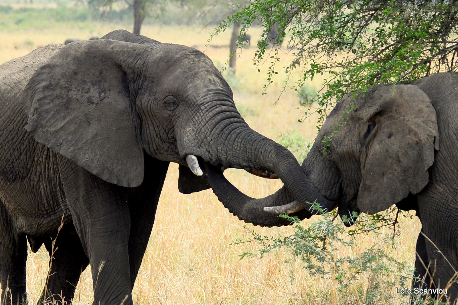 Éléphant de savane d'Afrique/Savanna Elephant (48)