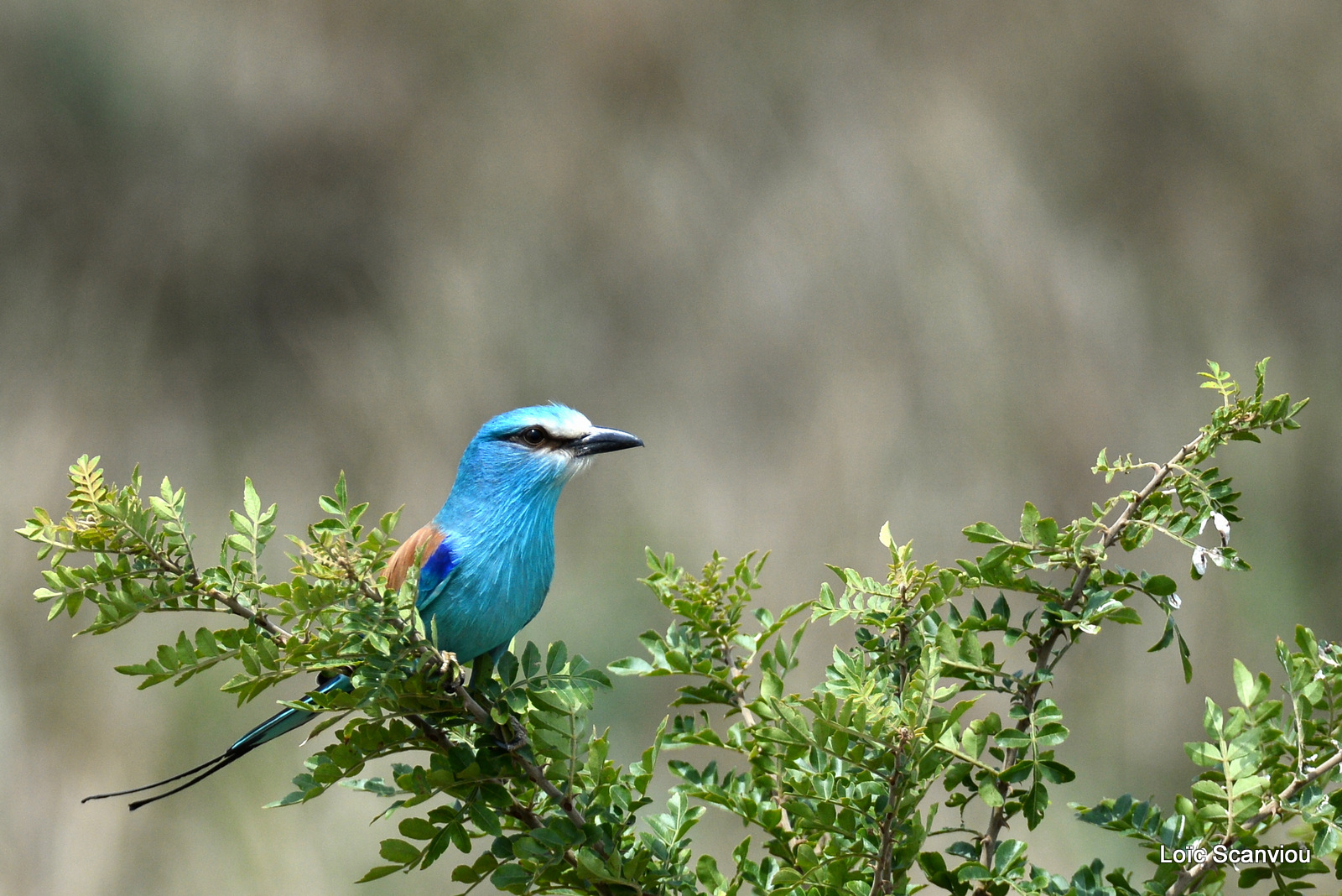 Rollier d'Abyssinie/Abyssinian Roller (3)