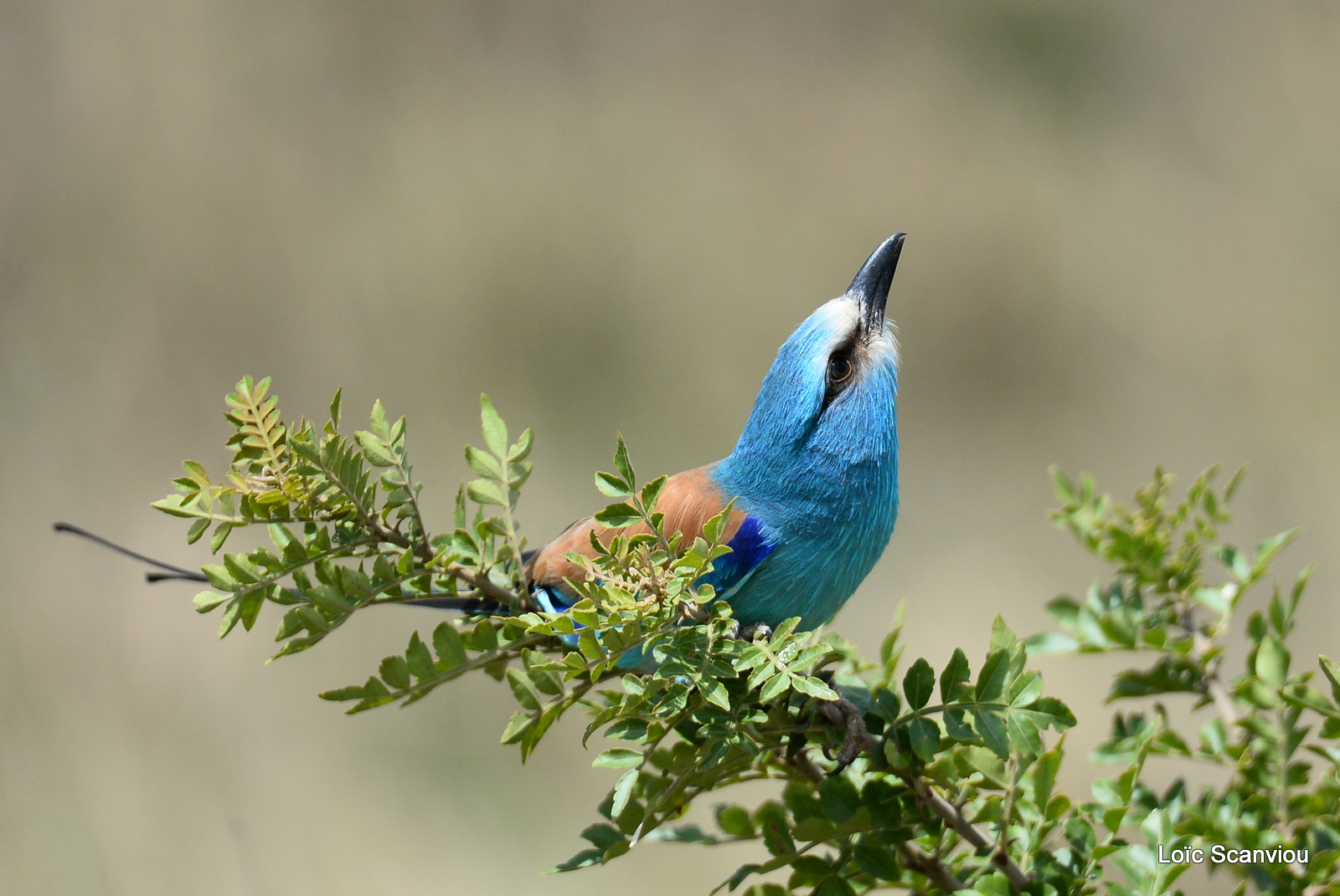 Rollier d'Abyssinie/Abyssinian Roller (4)