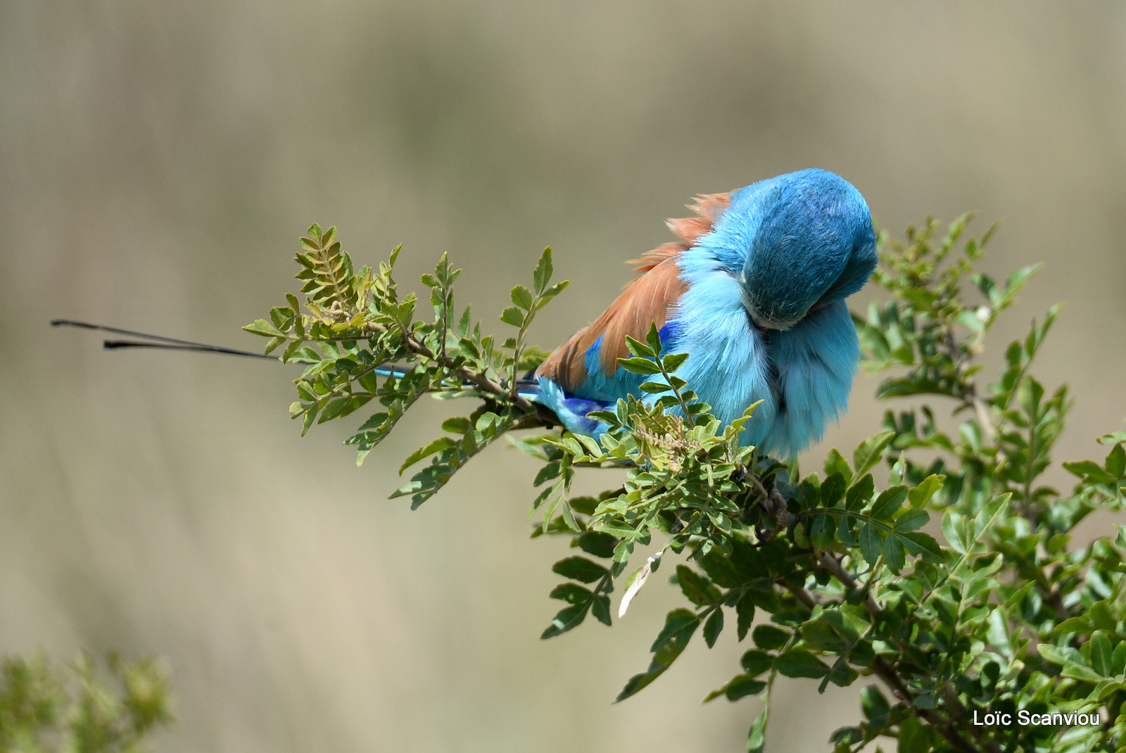 Rollier d'Abyssinie/Abyssinian Roller (5)
