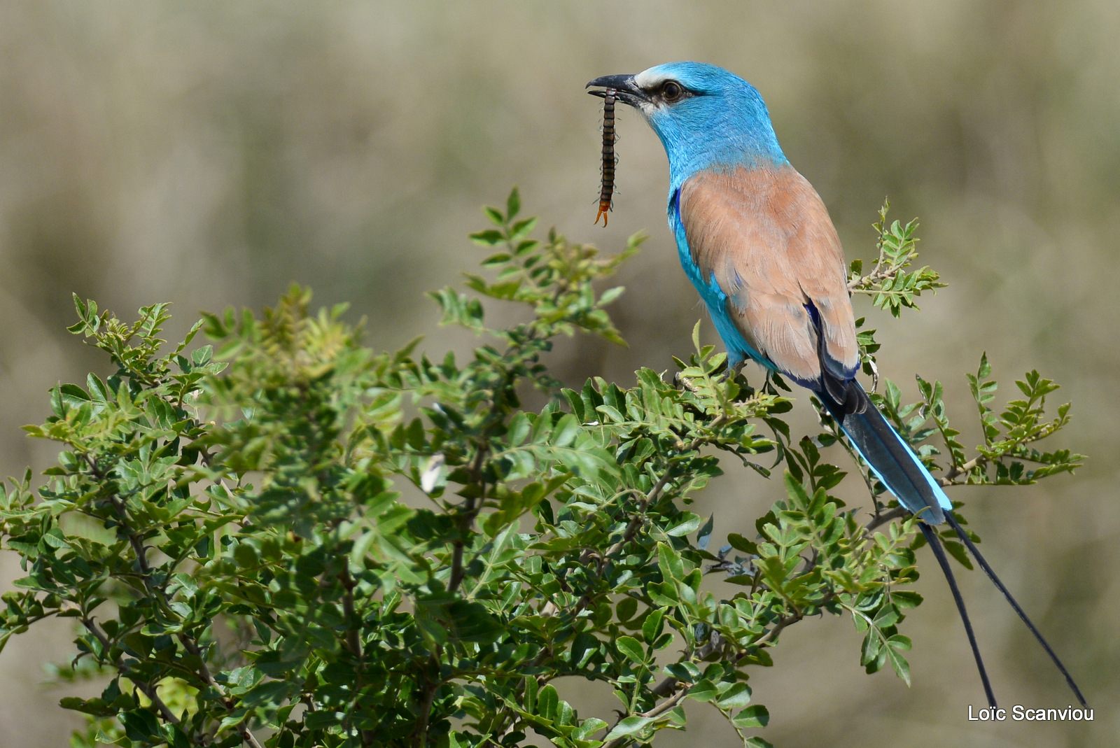 Rollier d'Abyssinie/Abyssinian Roller (6)
