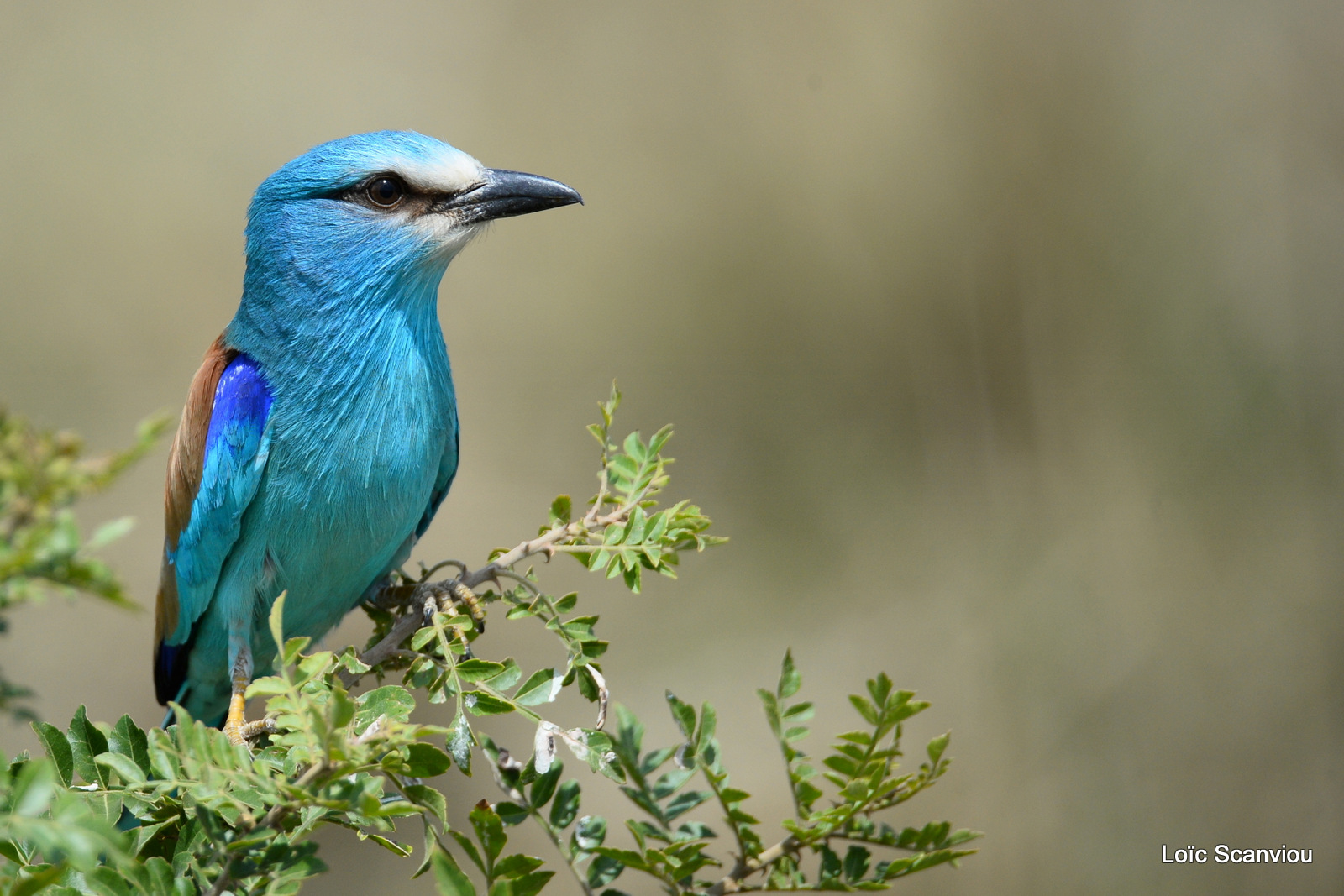 Rollier d'Abyssinie/Abyssinian Roller (7)