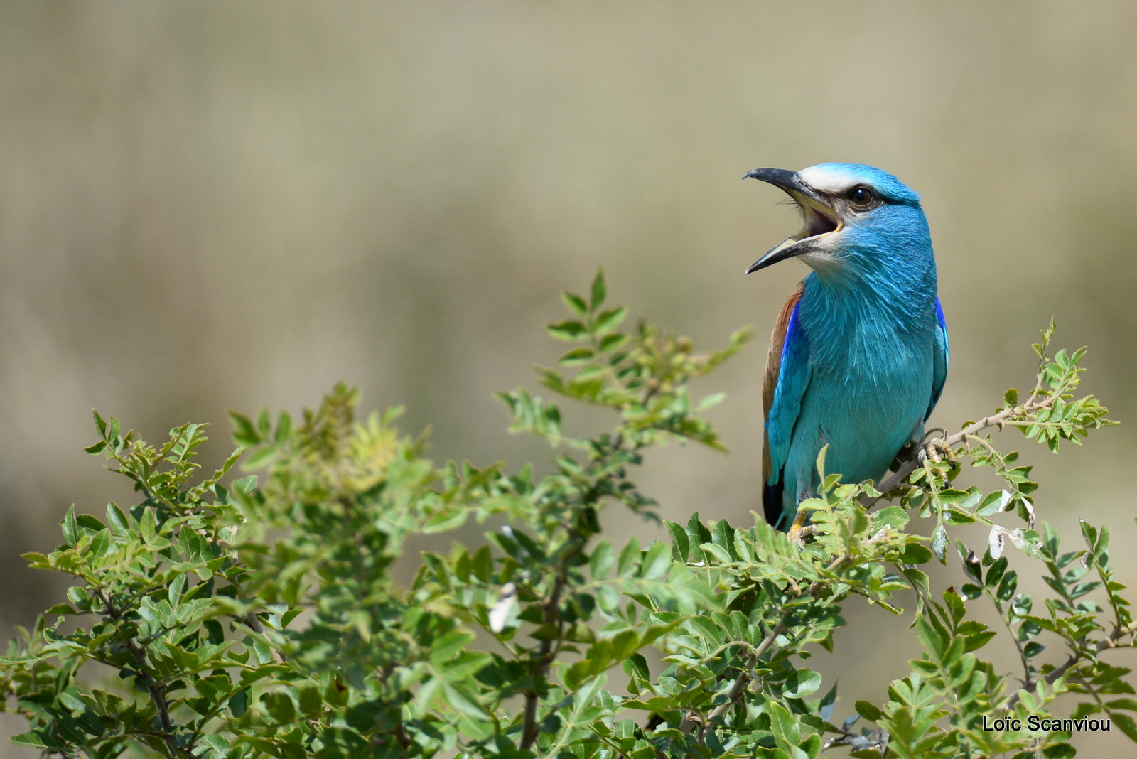 Rollier d'Abyssinie/Abyssinian Roller (8)
