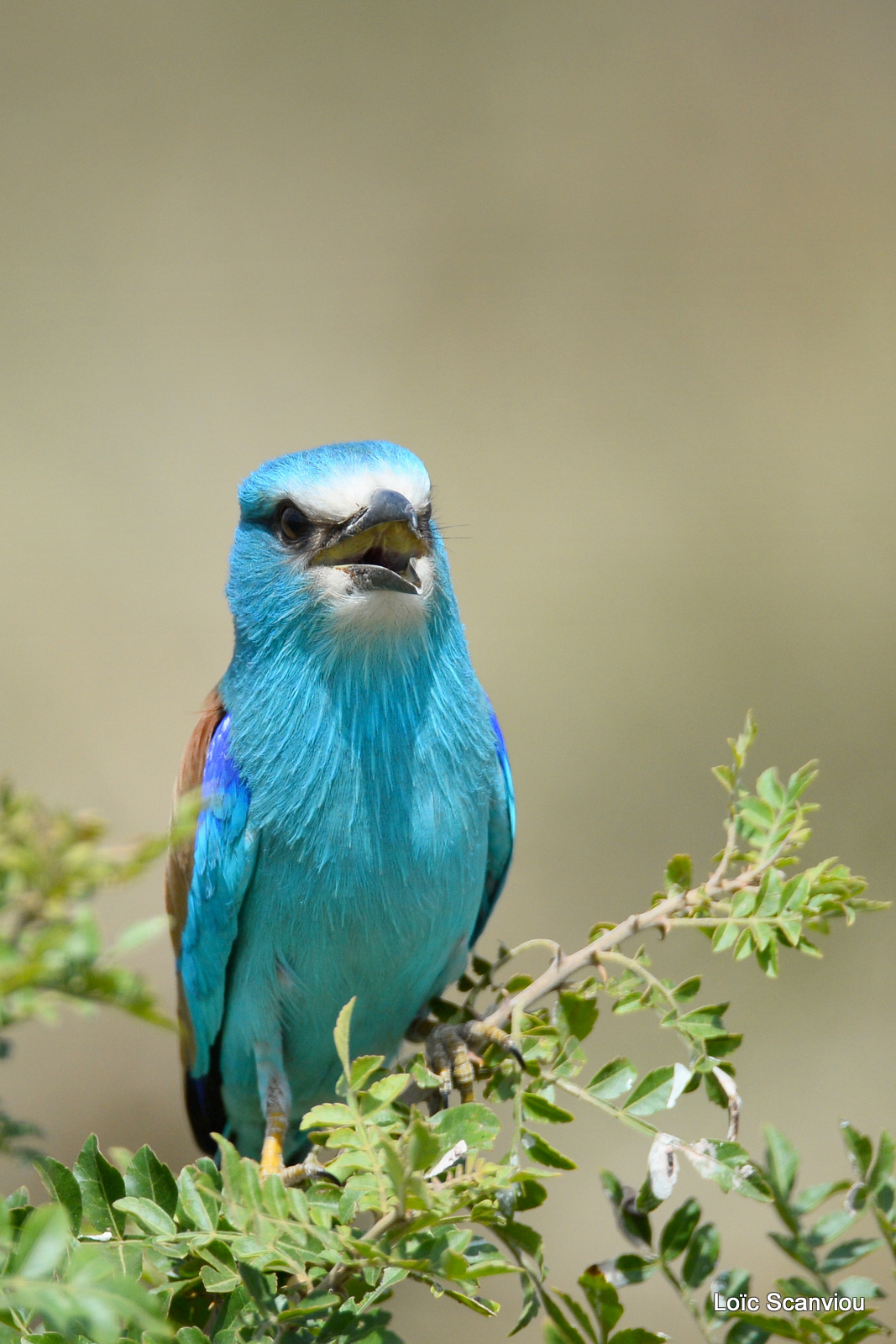 Rollier d'Abyssinie/Abyssinian Roller (9)