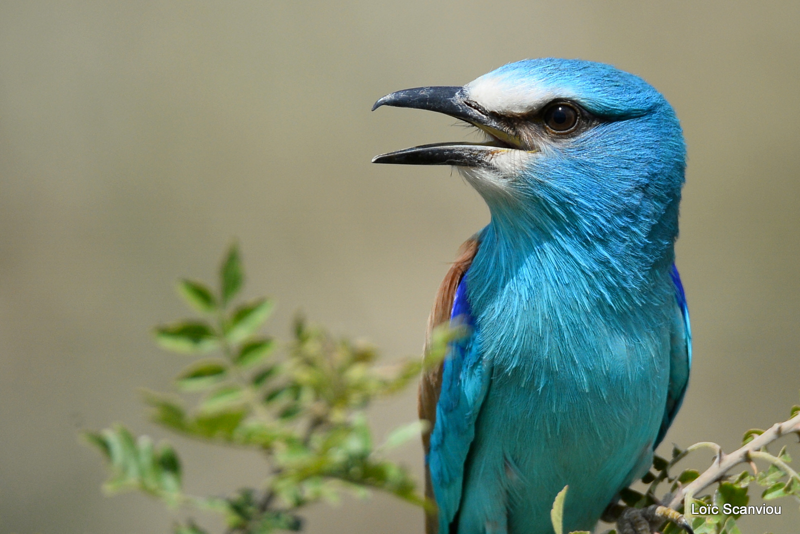 Rollier d'Abyssinie/Abyssinian Roller (10)