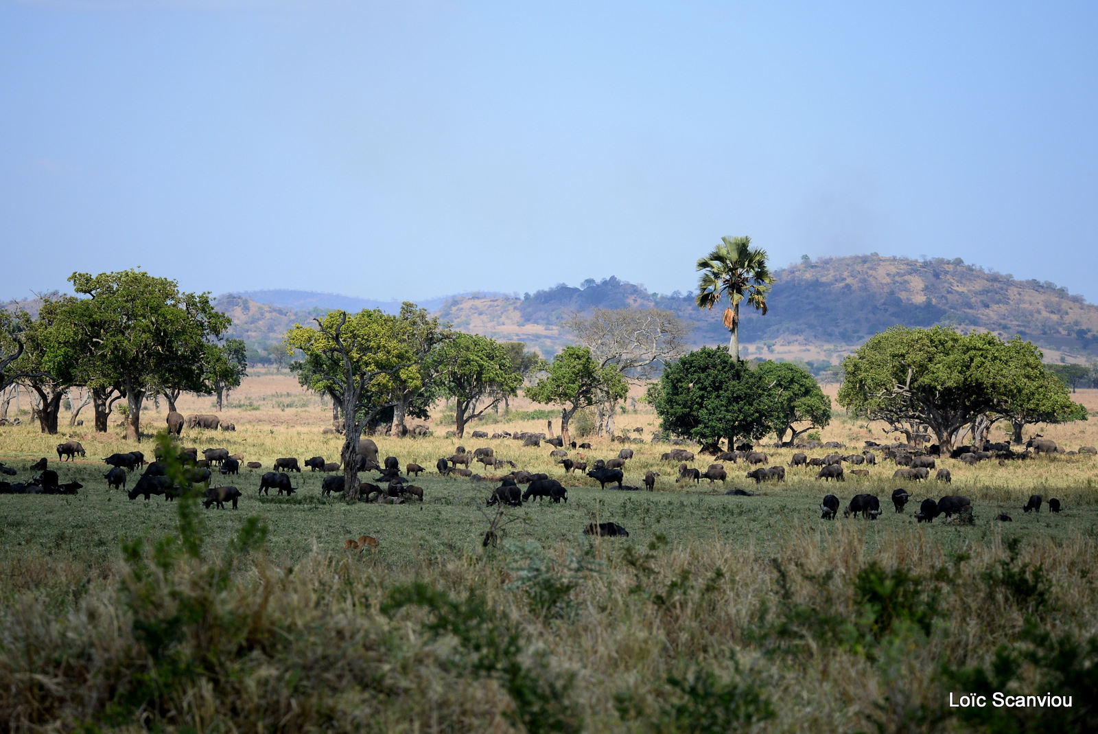 Kidepo Valley National Park (16)