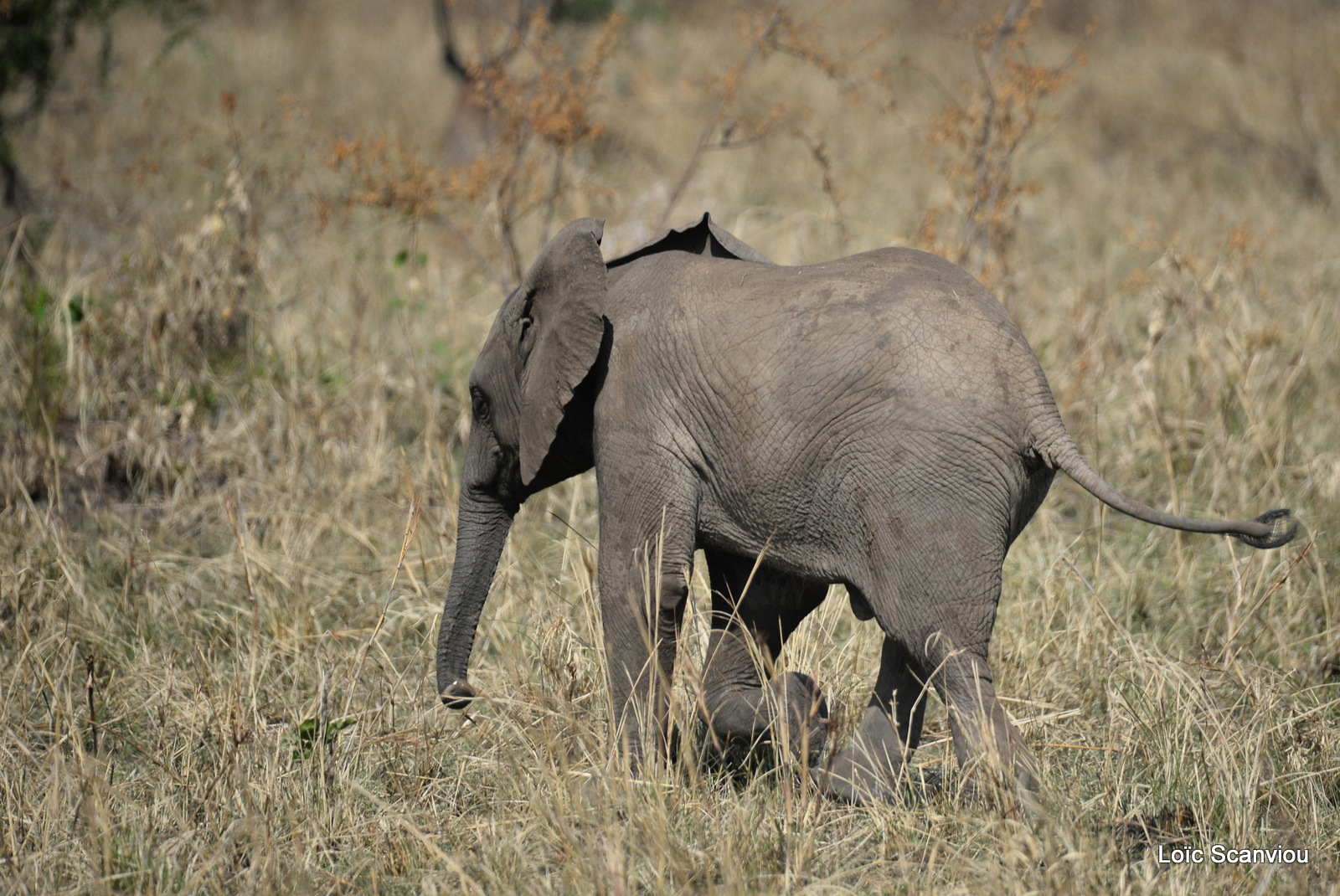 Éléphant de savane d'Afrique/Savanna Elephant (49)