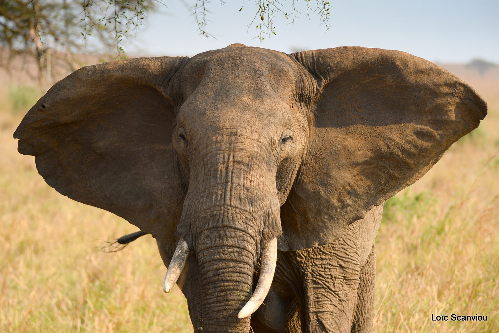 Éléphant de savane d'Afrique/Savanna Elephant (50)