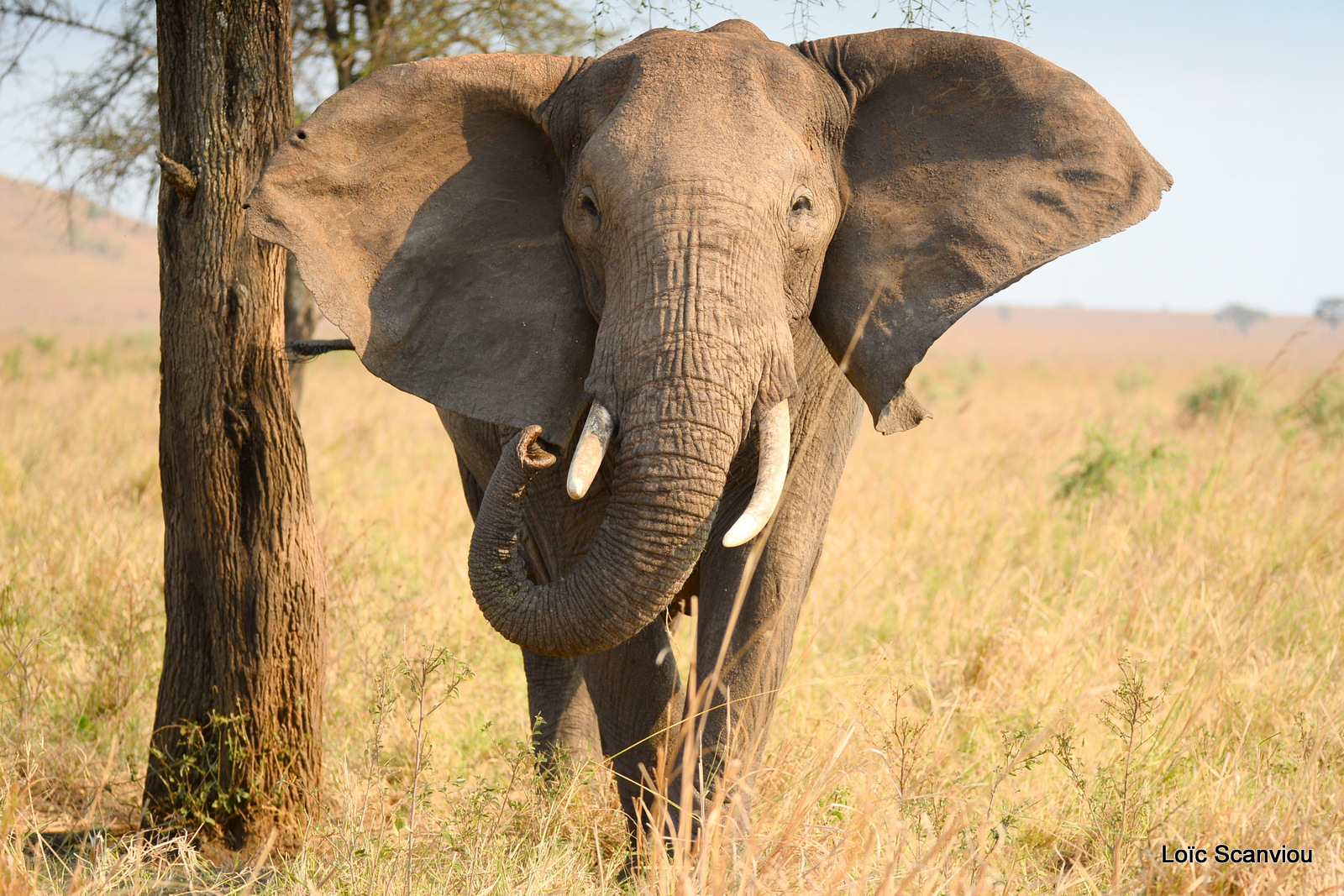 Éléphant de savane d'Afrique/Savanna Elephant (51)
