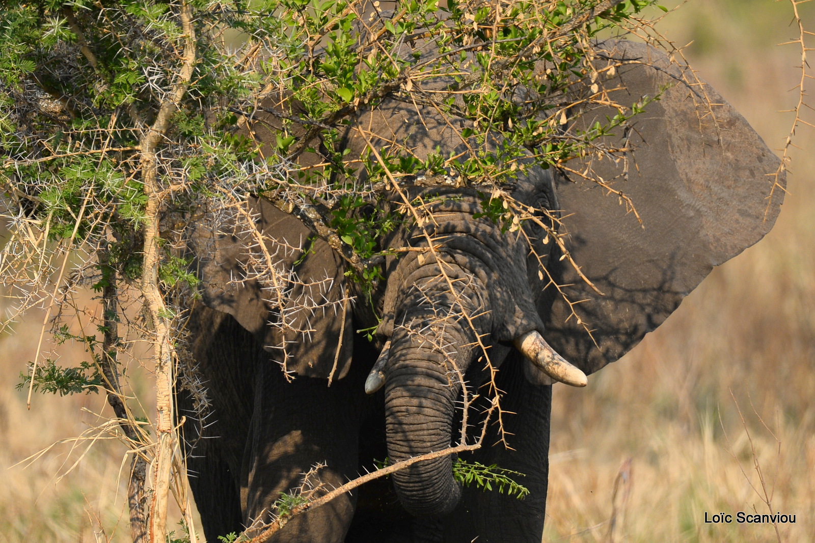 Éléphant de savane d'Afrique/Savanna Elephant (52)