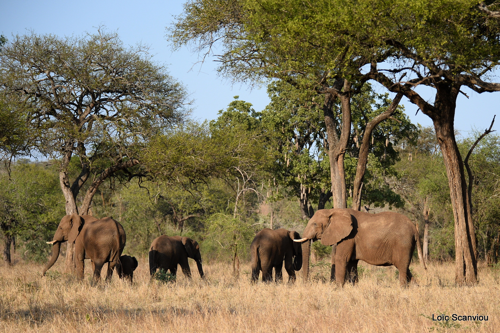 Éléphant de savane d'Afrique/Savanna Elephant (53)