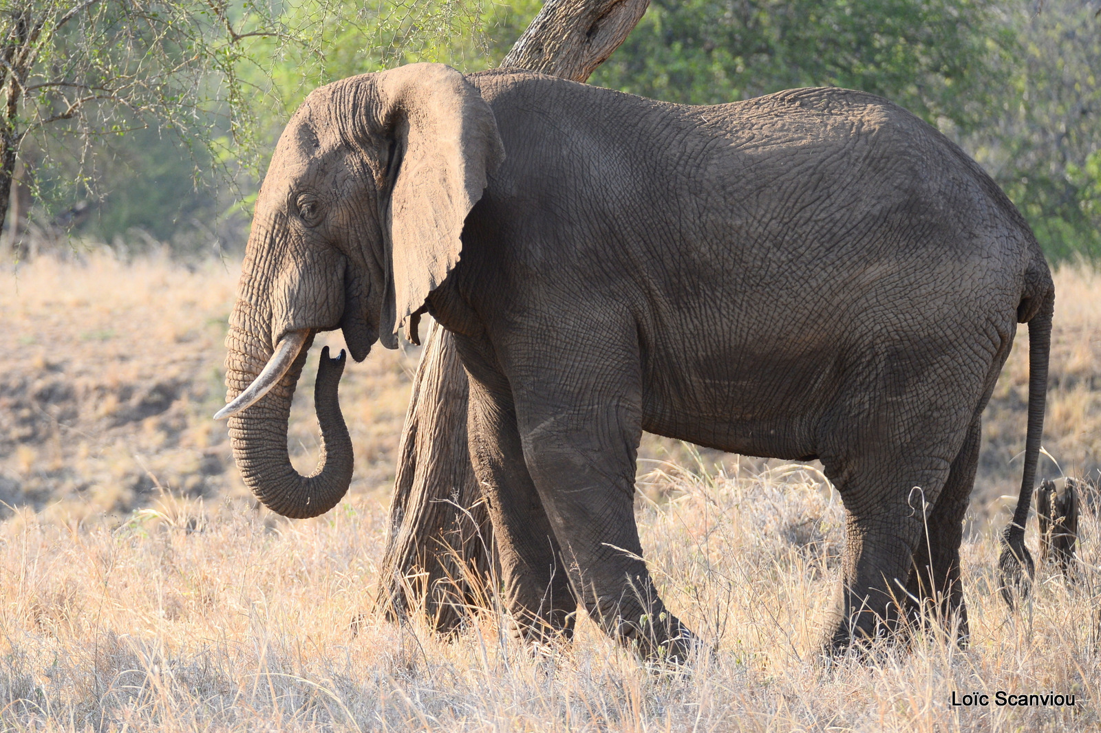 Éléphant de savane d'Afrique/Savanna Elephant (54)