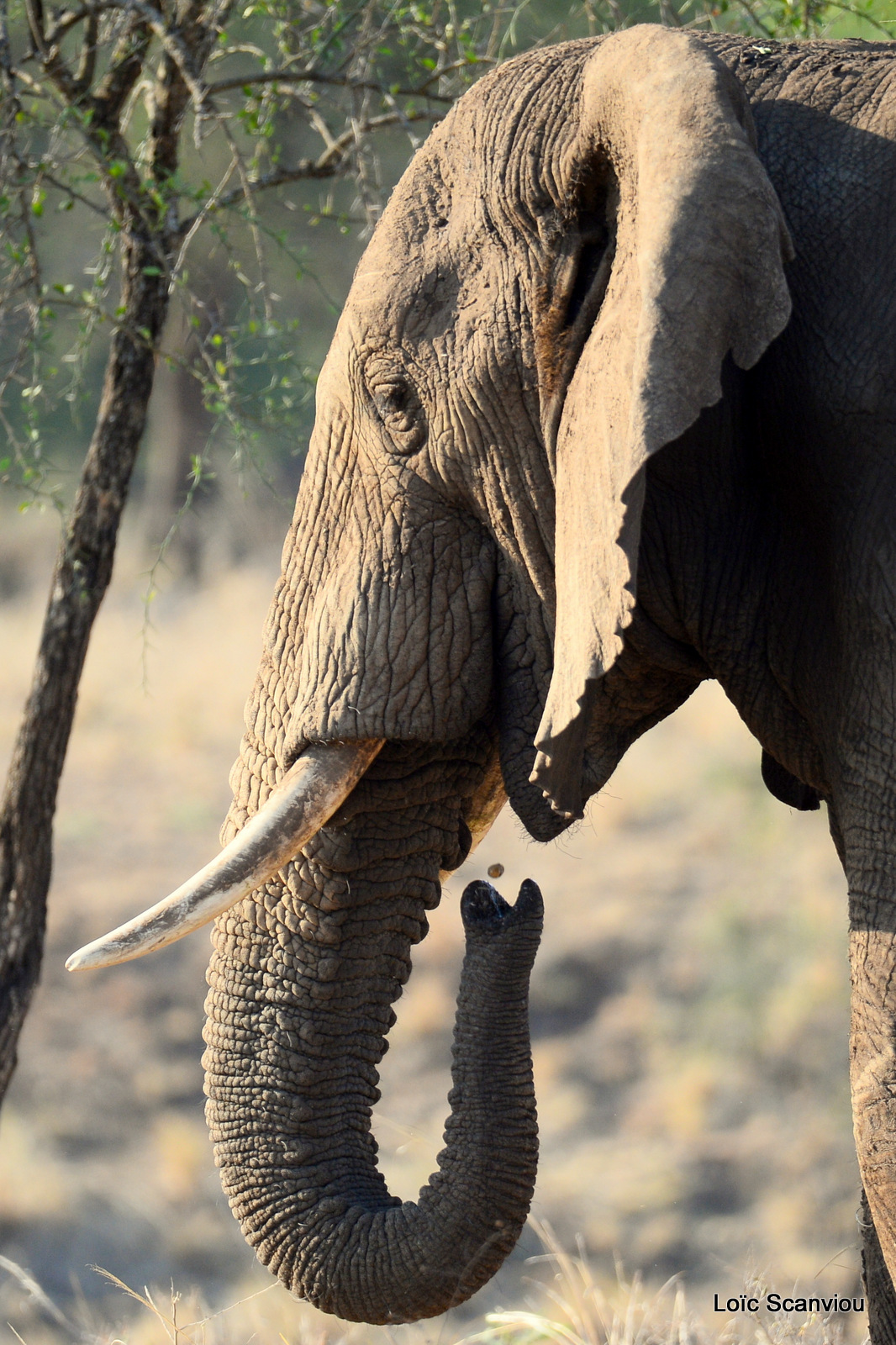 Éléphant de savane d'Afrique/Savanna Elephant (55)