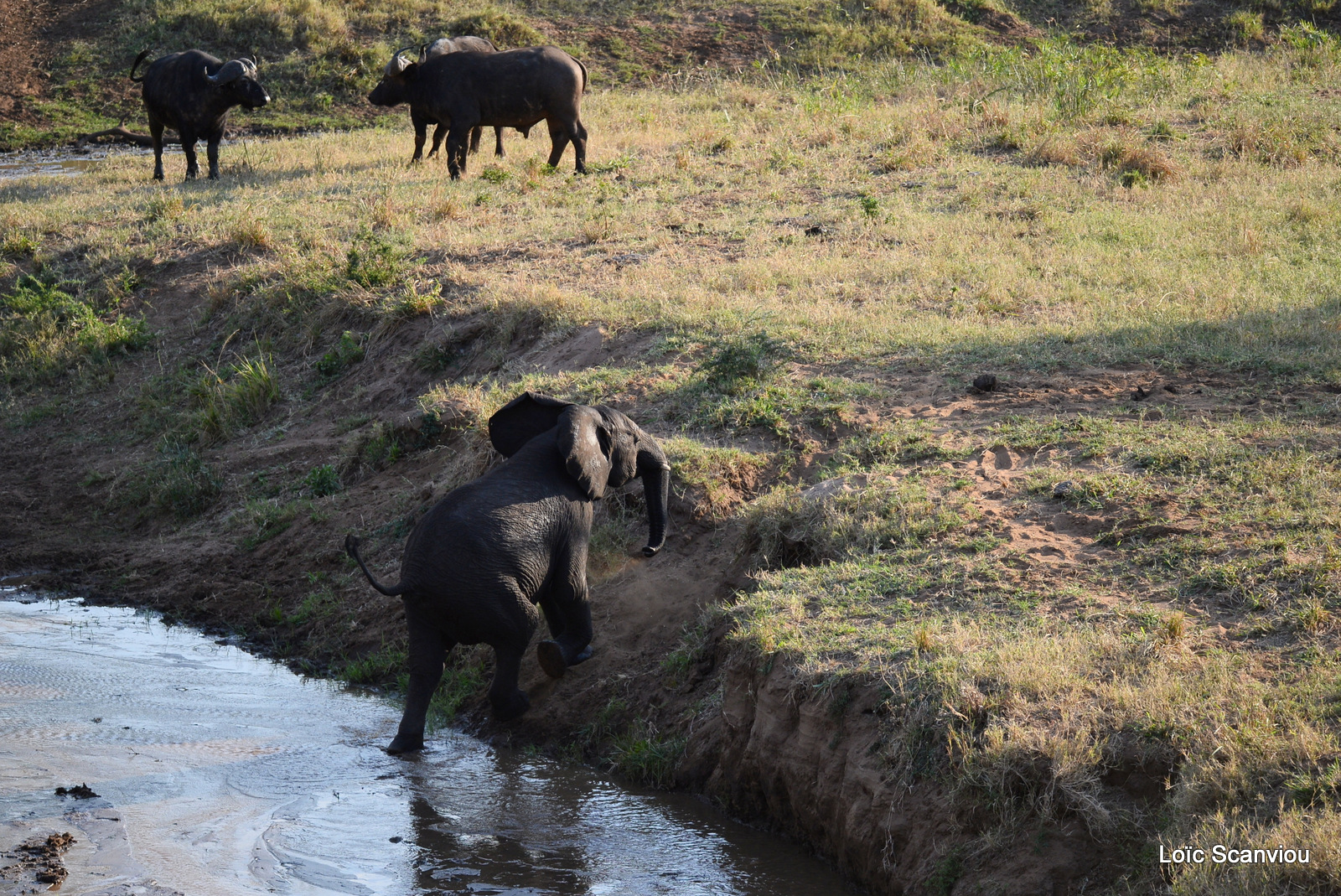Eléphant de savane et buffle d'Afrique (1)