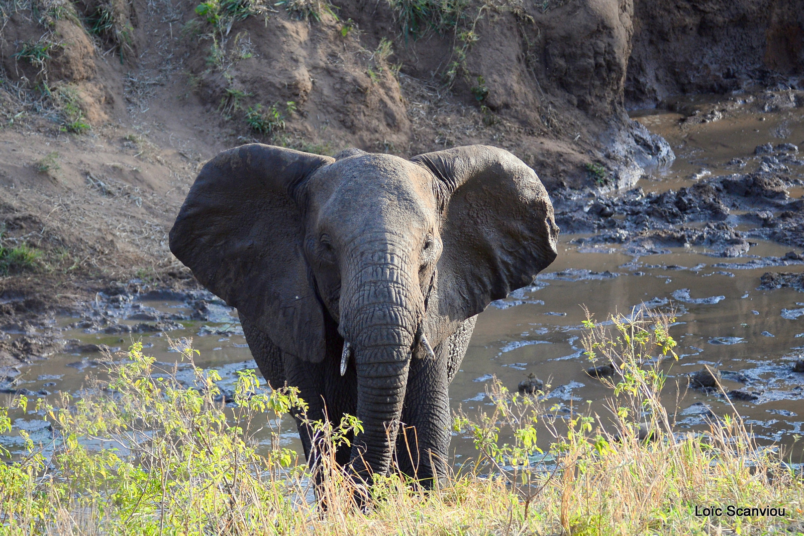 Éléphant de savane d'Afrique/Savanna Elephant (56)