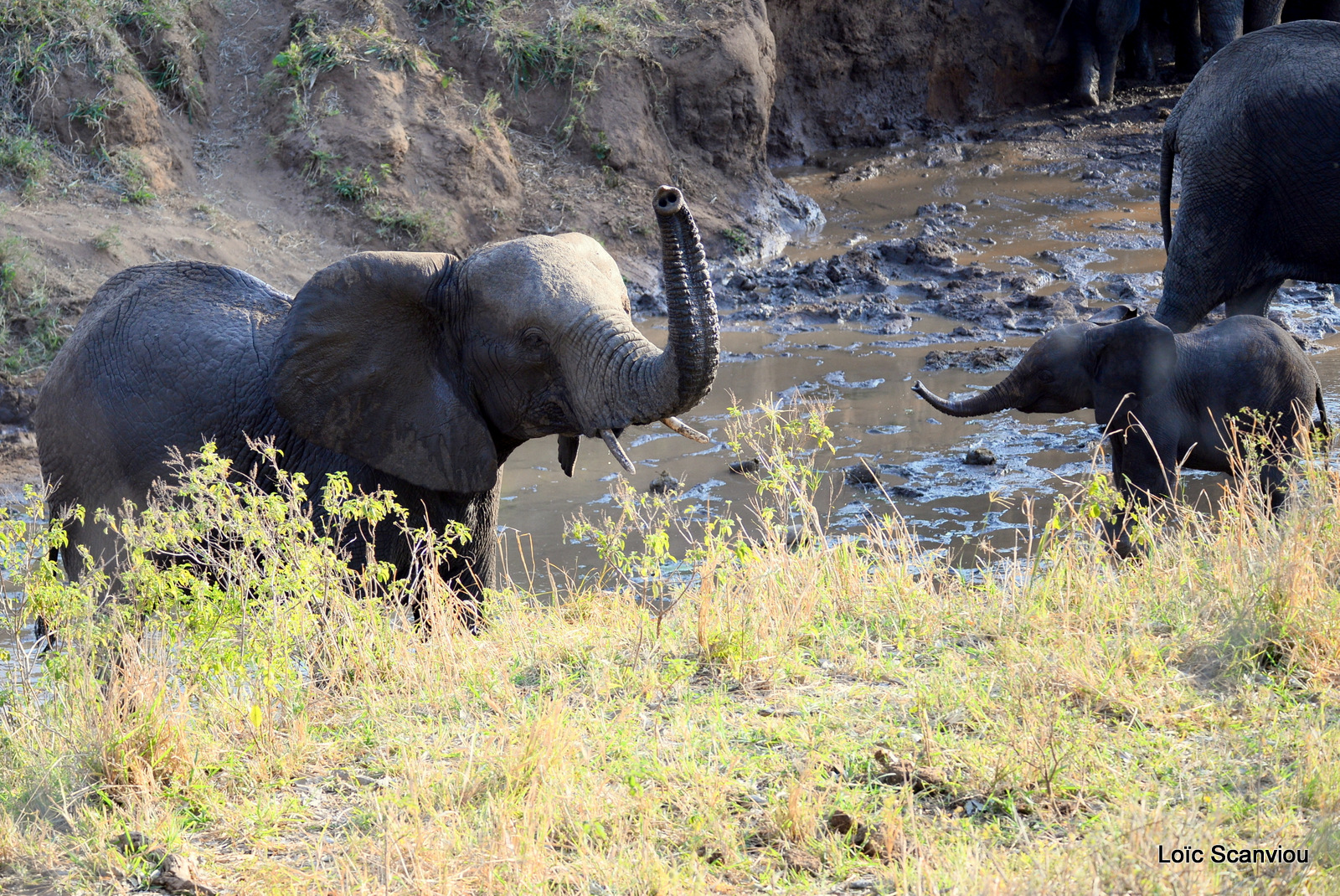 Éléphant de savane d'Afrique/Savanna Elephant (57)