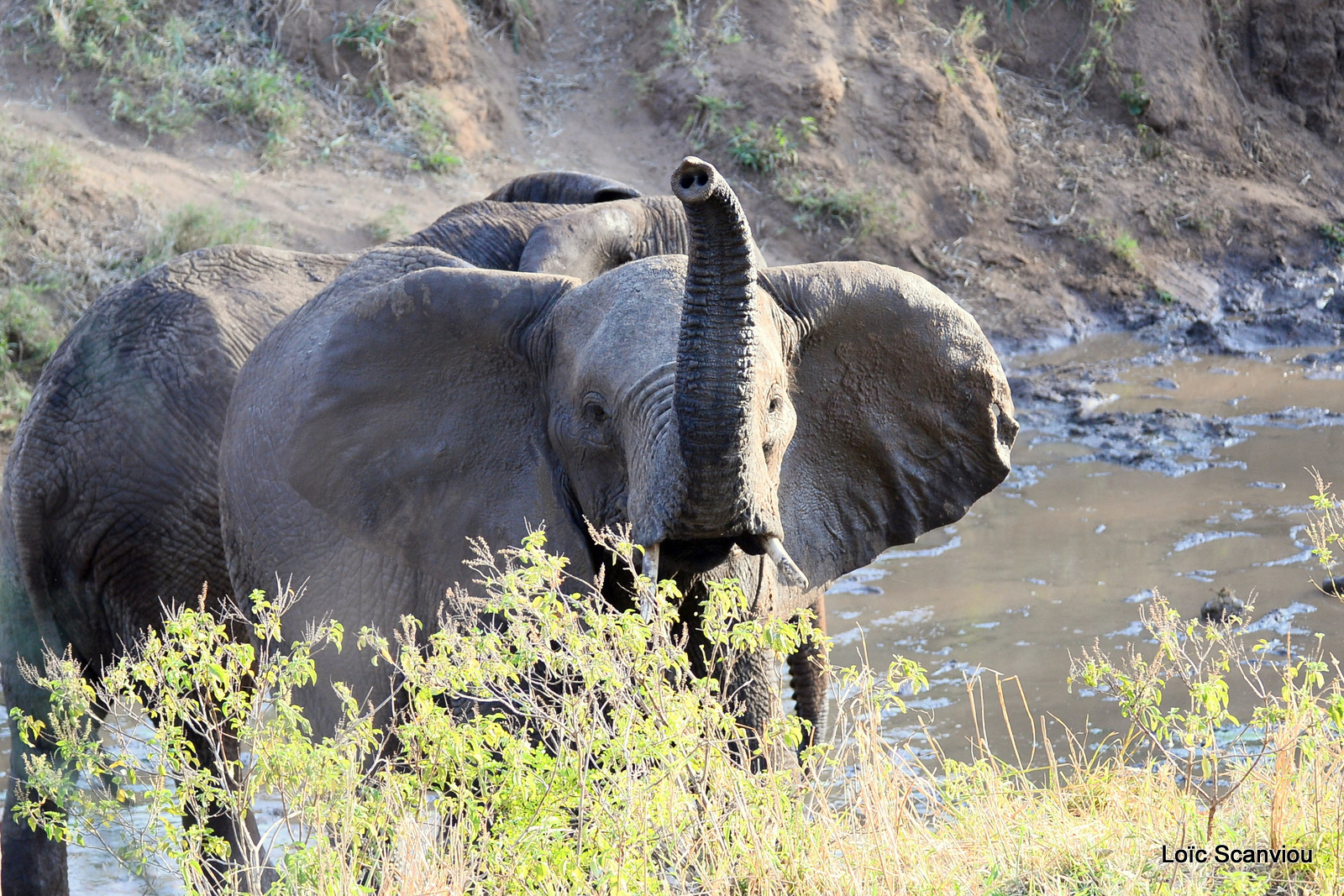 Éléphant de savane d'Afrique/Savanna Elephant (58)