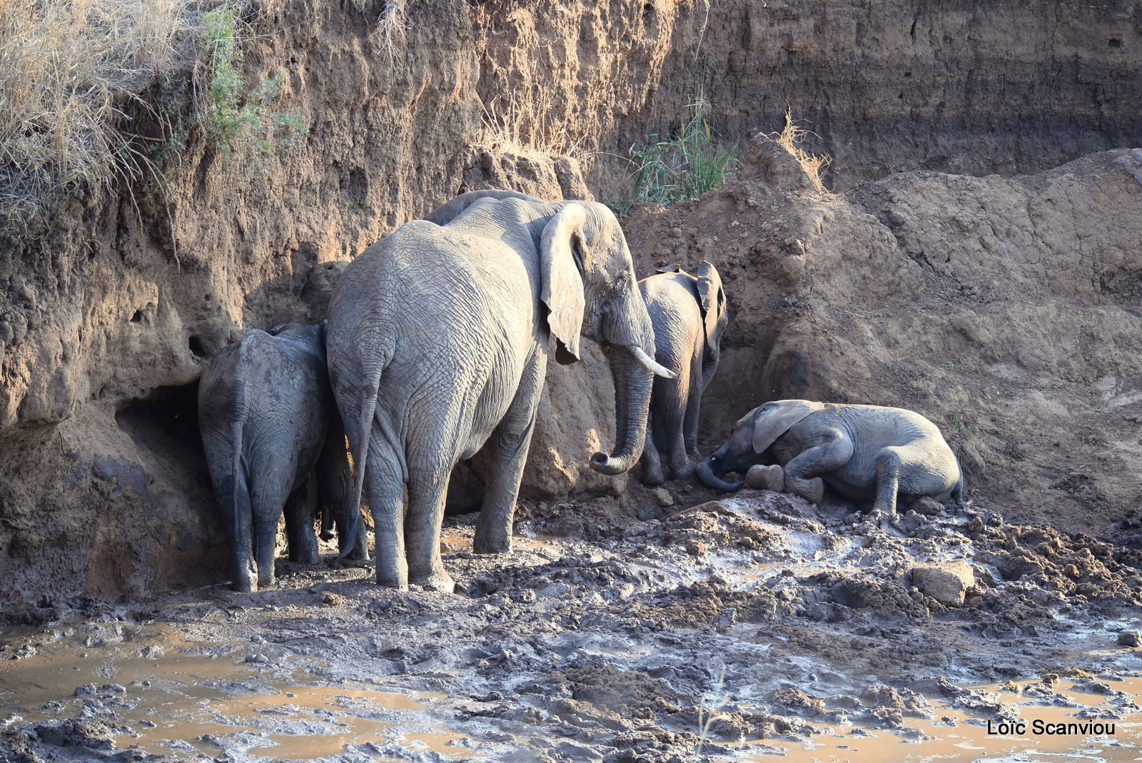 Éléphant de savane d'Afrique/Savanna Elephant (59)