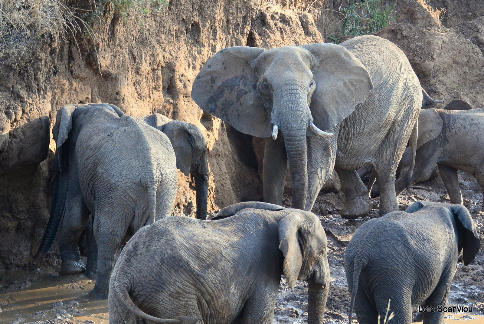 Éléphant de savane d'Afrique/Savanna Elephant (60)