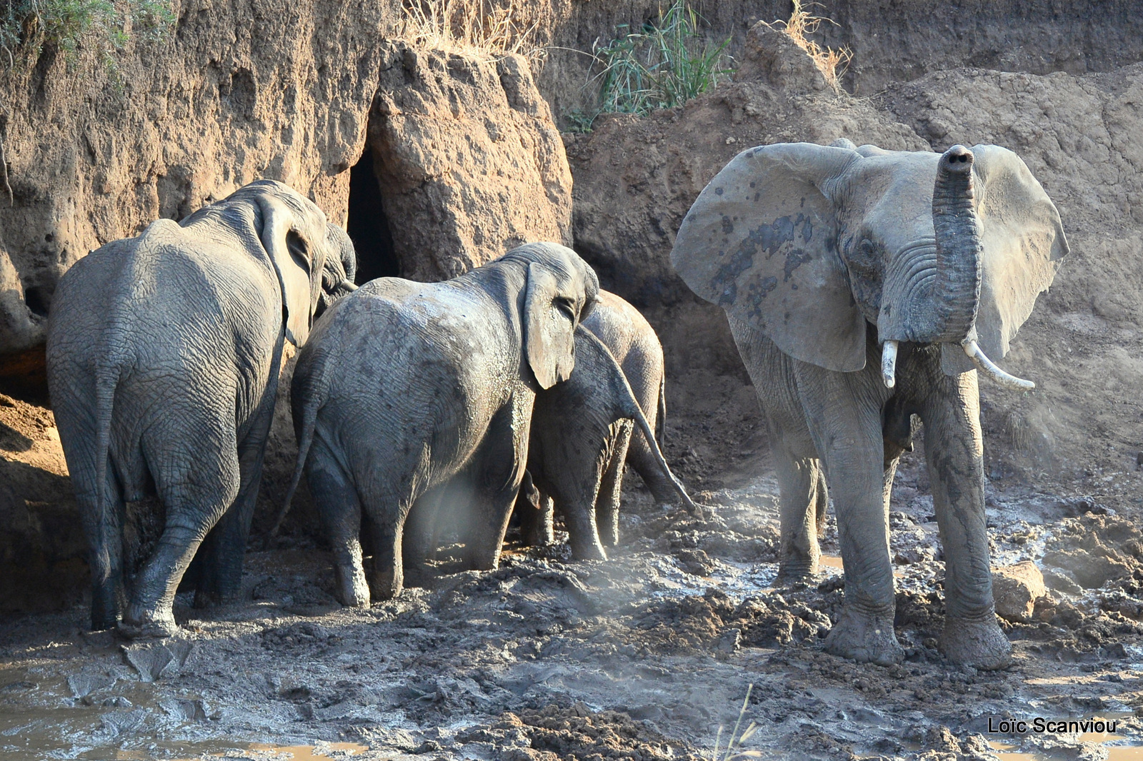 Éléphant de savane d'Afrique/Savanna Elephant (61)