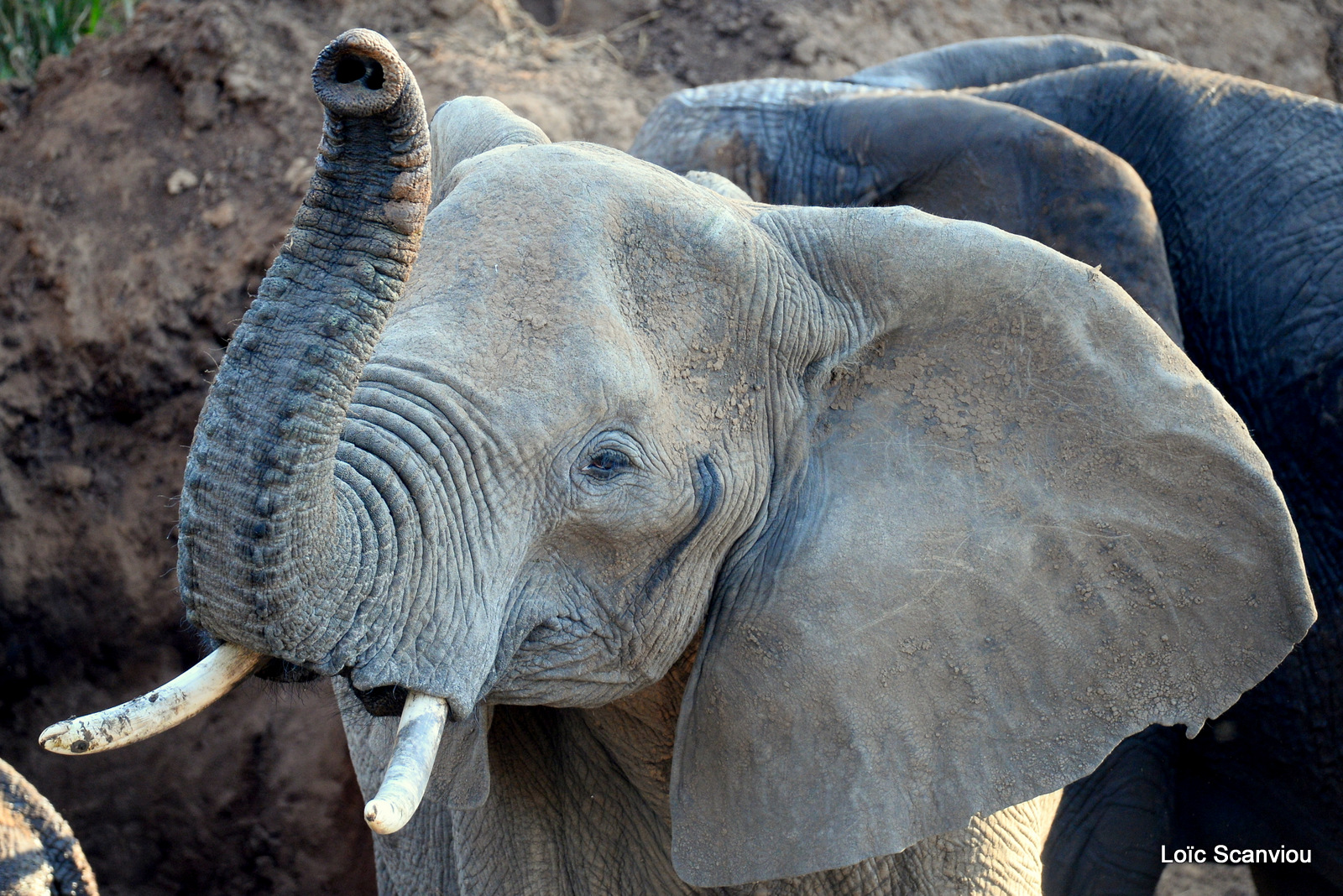 Éléphant de savane d'Afrique/Savanna Elephant (62)