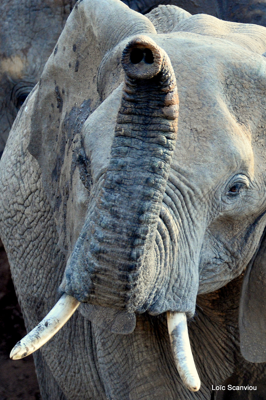 Éléphant de savane d'Afrique/Savanna Elephant (63)