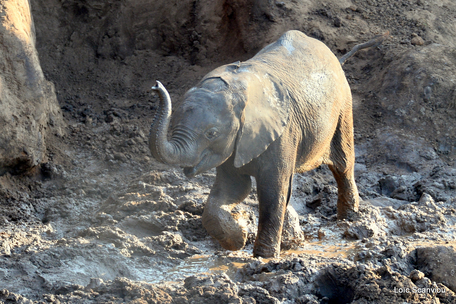 Éléphant de savane d'Afrique/Savanna Elephant (65)