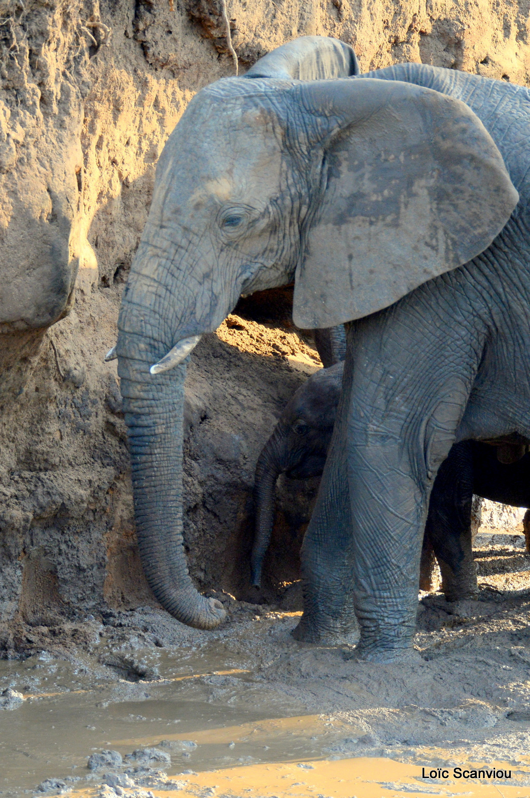 Éléphant de savane d'Afrique/Savanna Elephant (66)