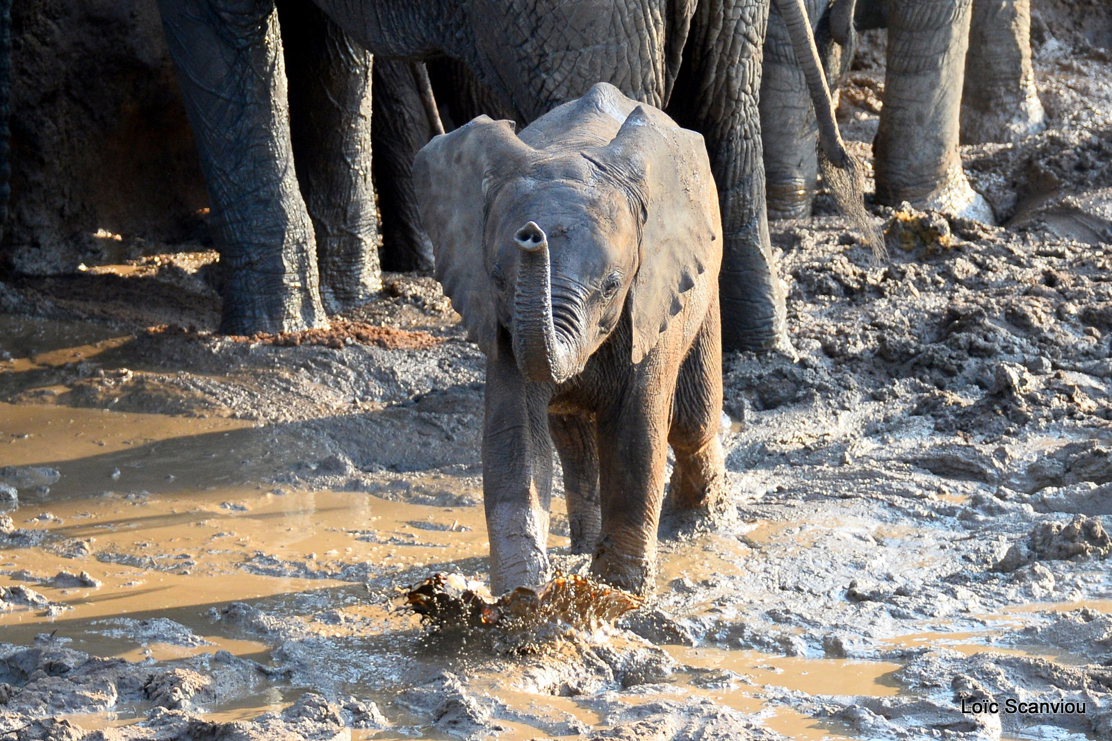 Éléphant de savane d'Afrique/Savanna Elephant (67)