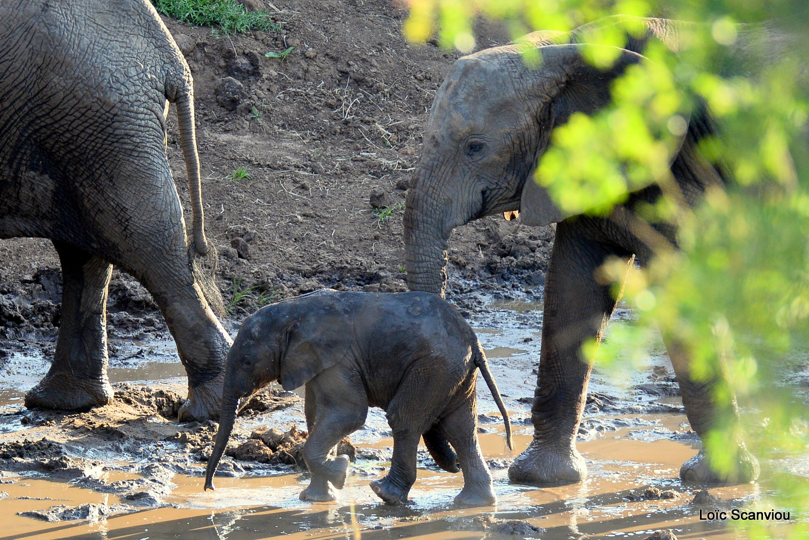 Éléphant de savane d'Afrique/Savanna Elephant (68)