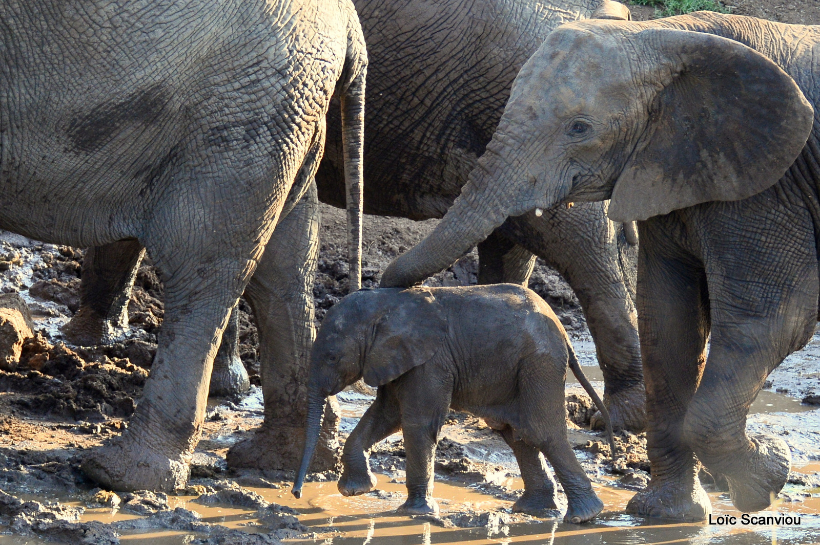 Éléphant de savane d'Afrique/Savanna Elephant (69)