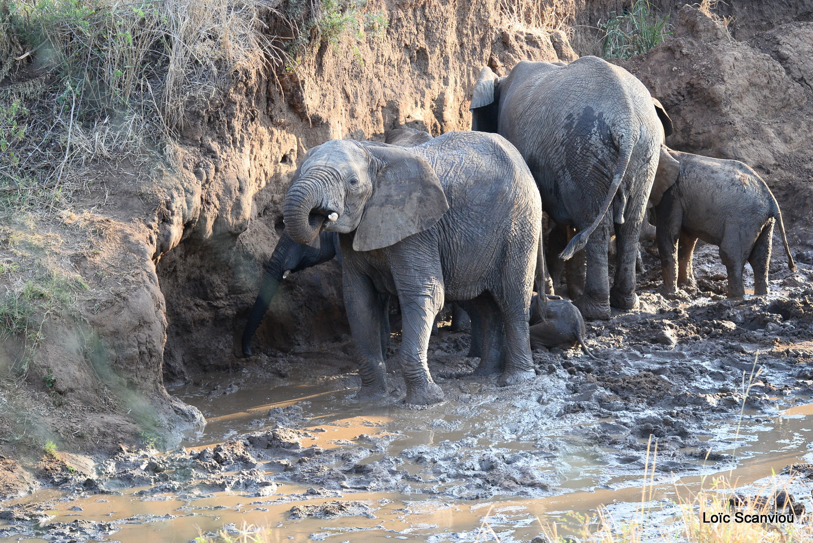 Éléphant de savane d'Afrique/Savanna Elephant (70)