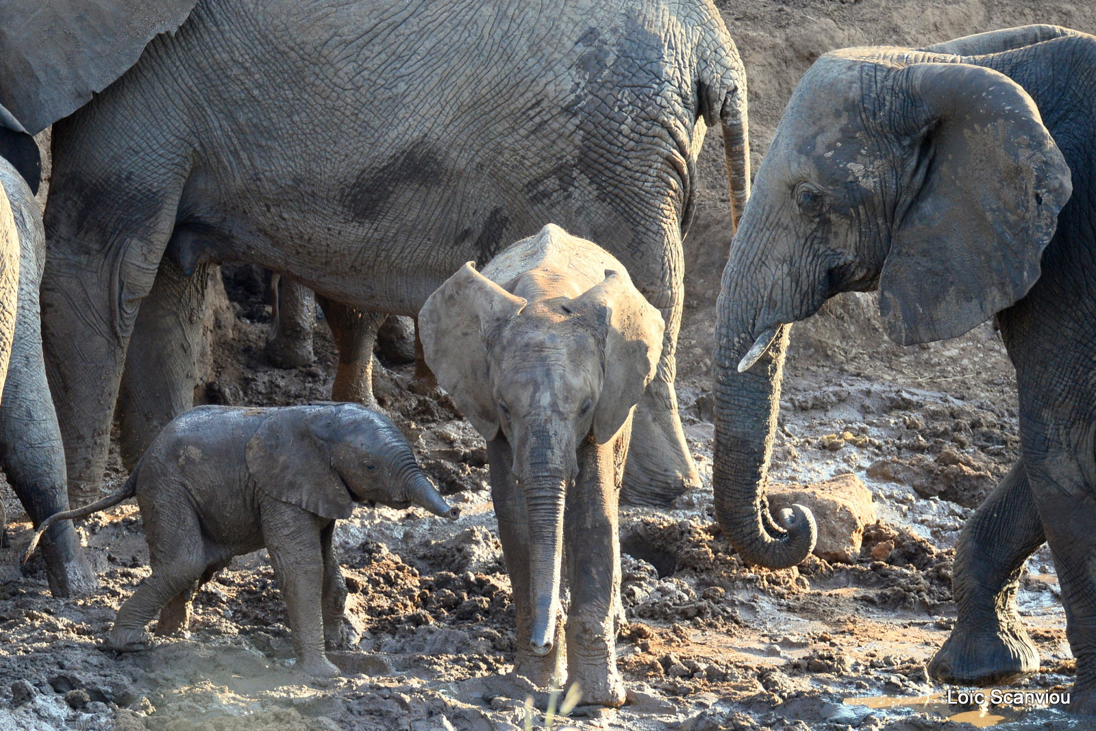 Éléphant de savane d'Afrique/Savanna Elephant (71)