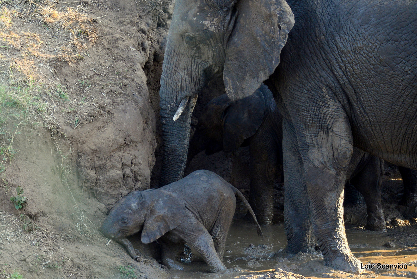 Éléphant de savane d'Afrique/Savanna Elephant (72)
