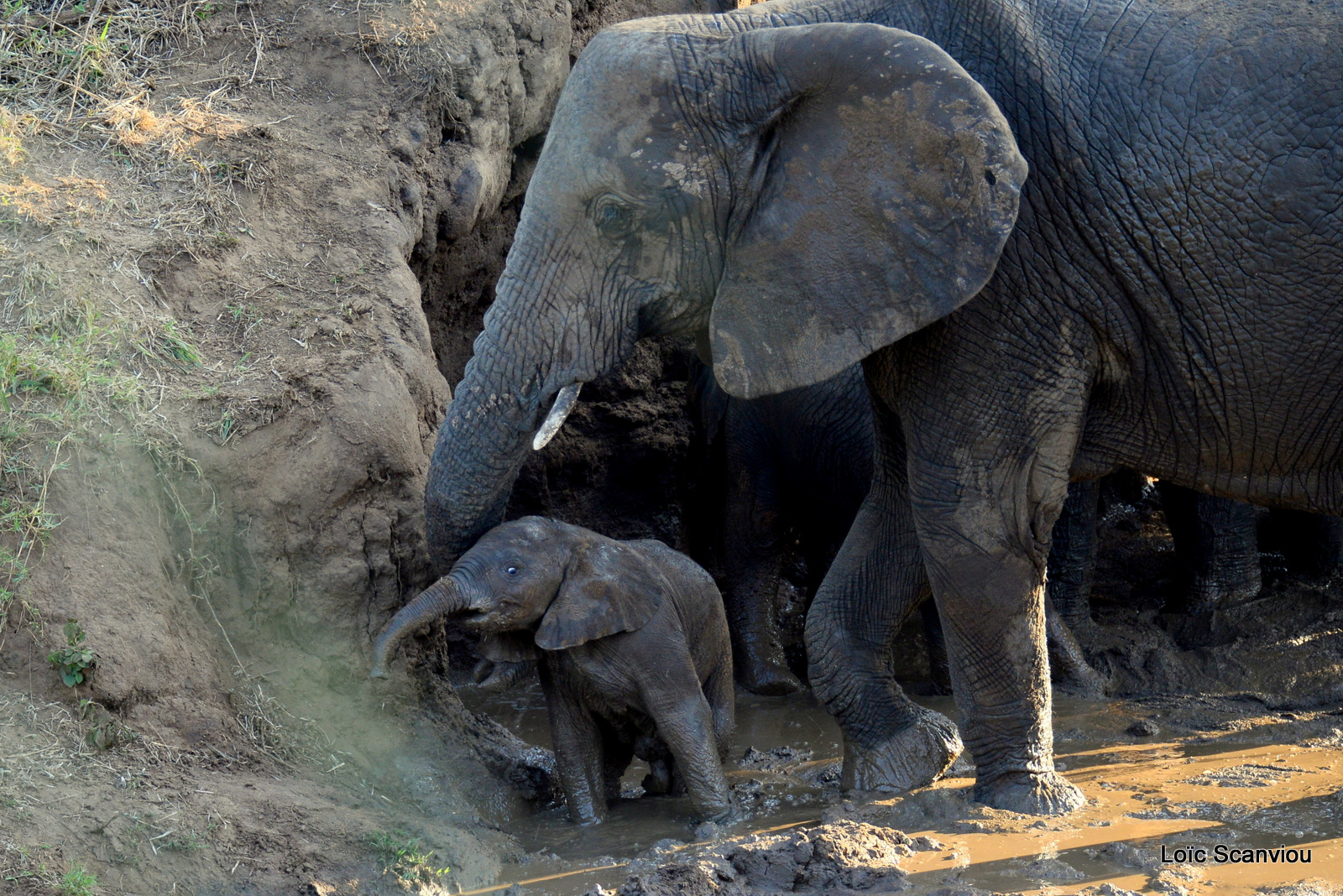Éléphant de savane d'Afrique/Savanna Elephant (73)