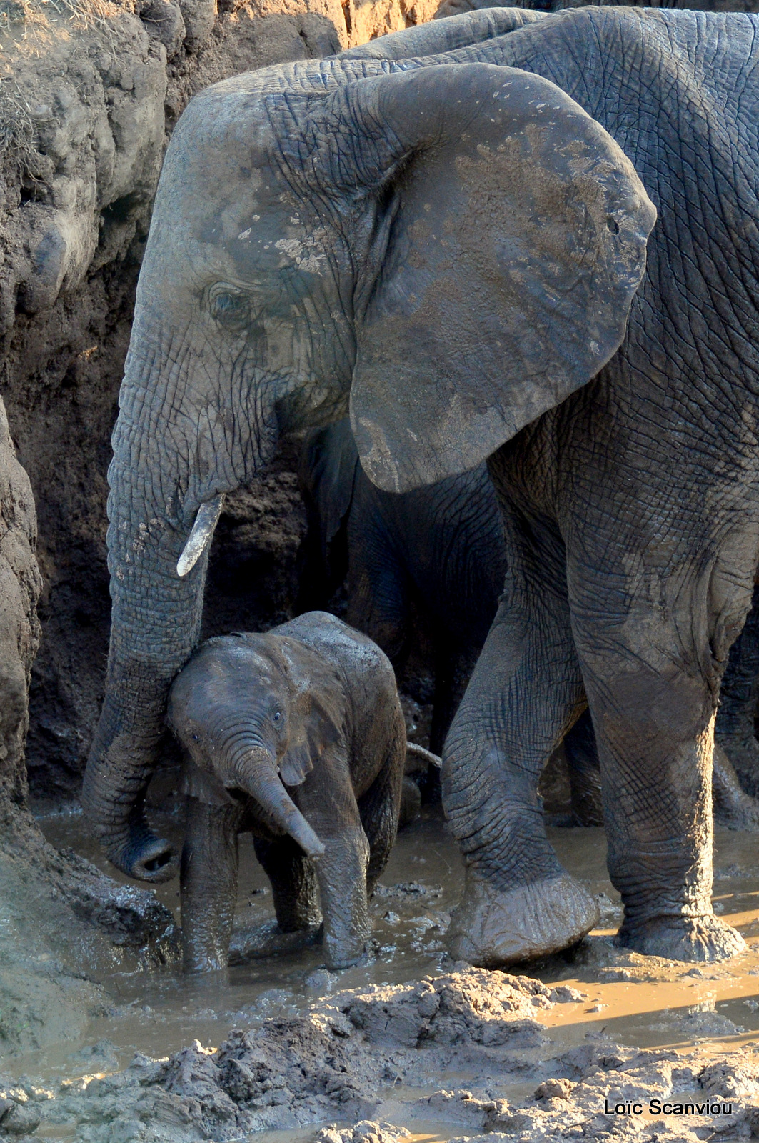 Éléphant de savane d'Afrique/Savanna Elephant (74)