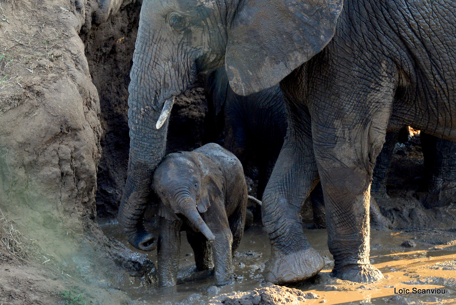 Éléphant de savane d'Afrique/Savanna Elephant (75)