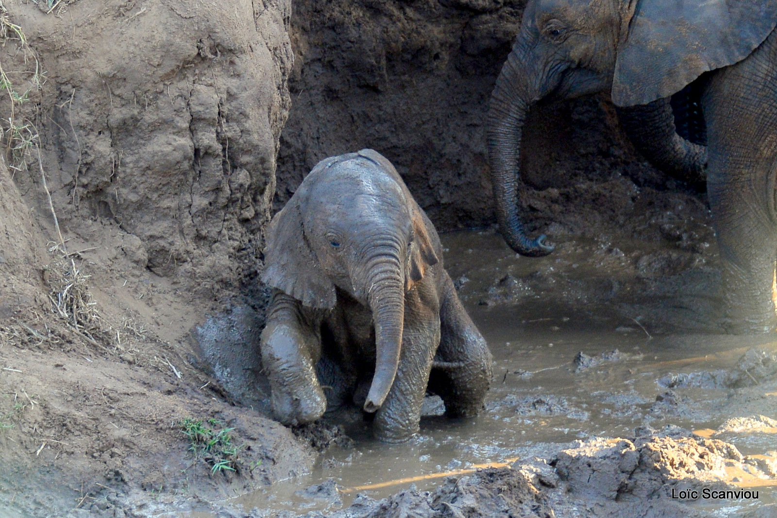 Éléphant de savane d'Afrique/Savanna Elephant (76)