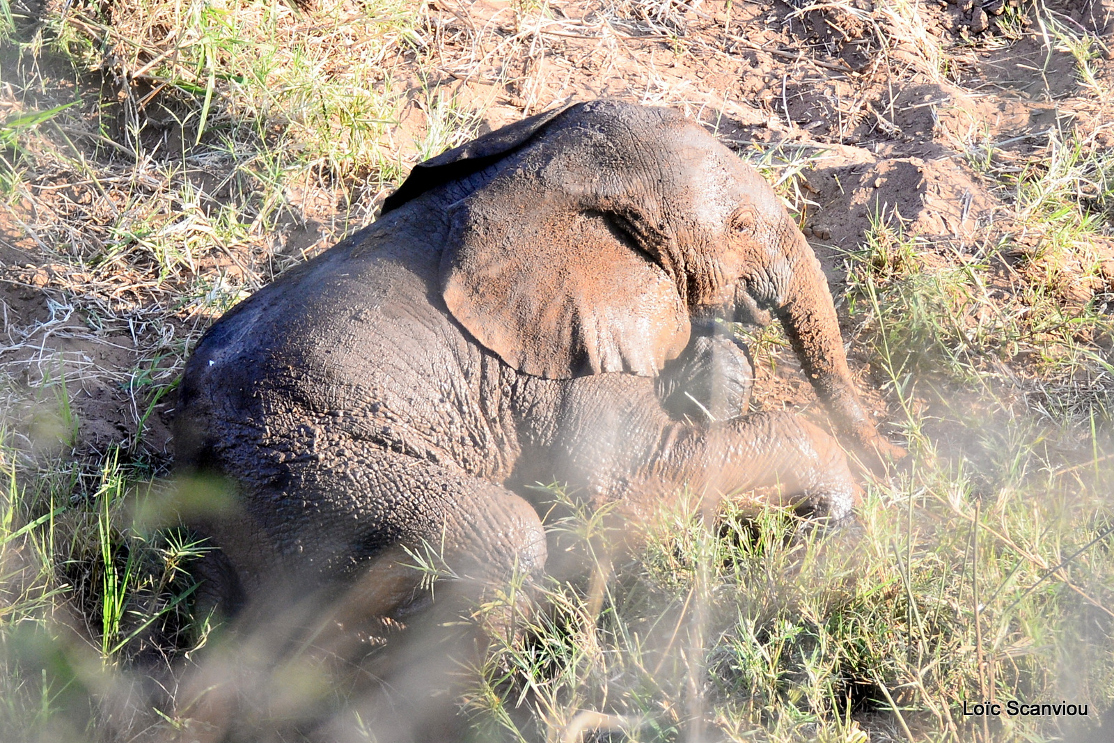 Éléphant de savane d'Afrique/Savanna Elephant (77)