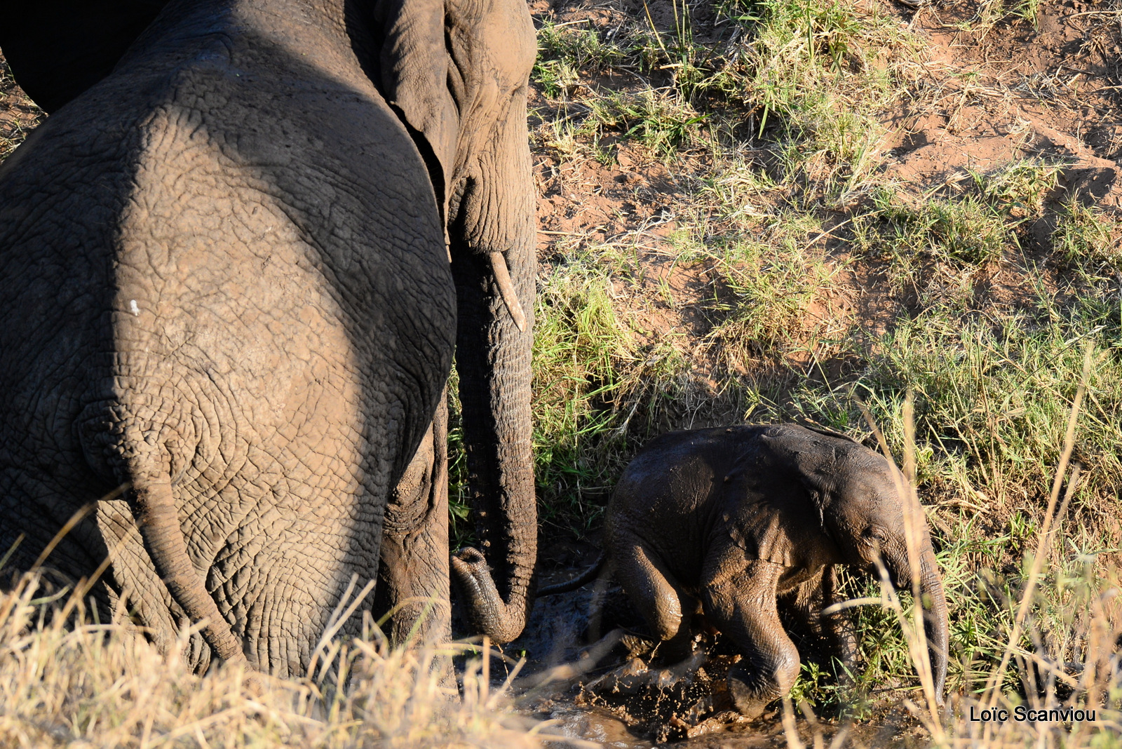 Éléphant de savane d'Afrique/Savanna Elephant (79)