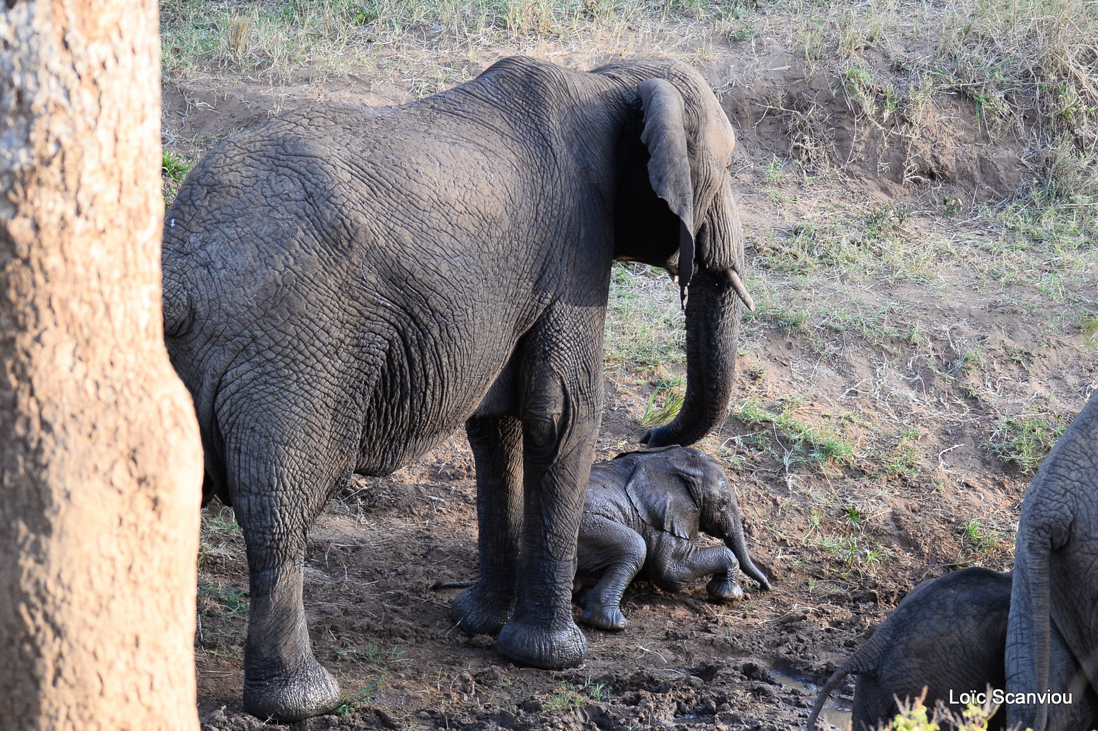Éléphant de savane d'Afrique/Savanna Elephant (80)