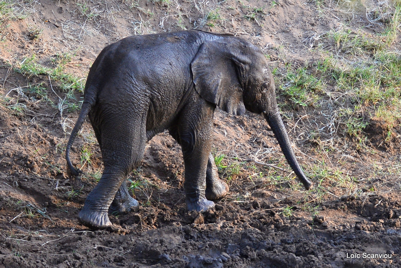 Éléphant de savane d'Afrique/Savanna Elephant (81)