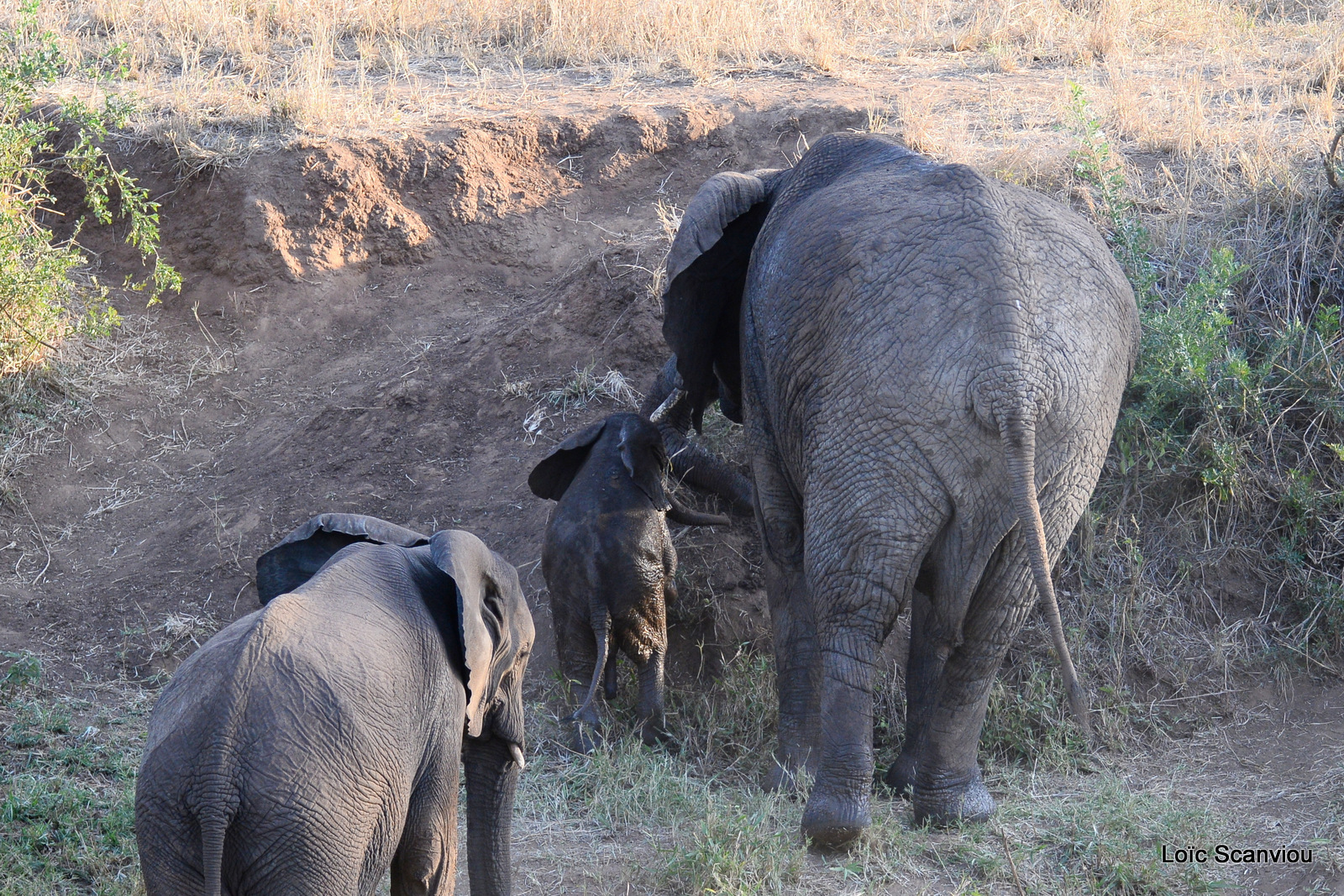 Éléphant de savane d'Afrique/Savanna Elephant (82)