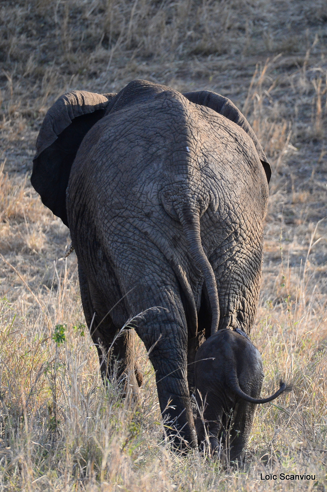 Éléphant de savane d'Afrique/Savanna Elephant (83)